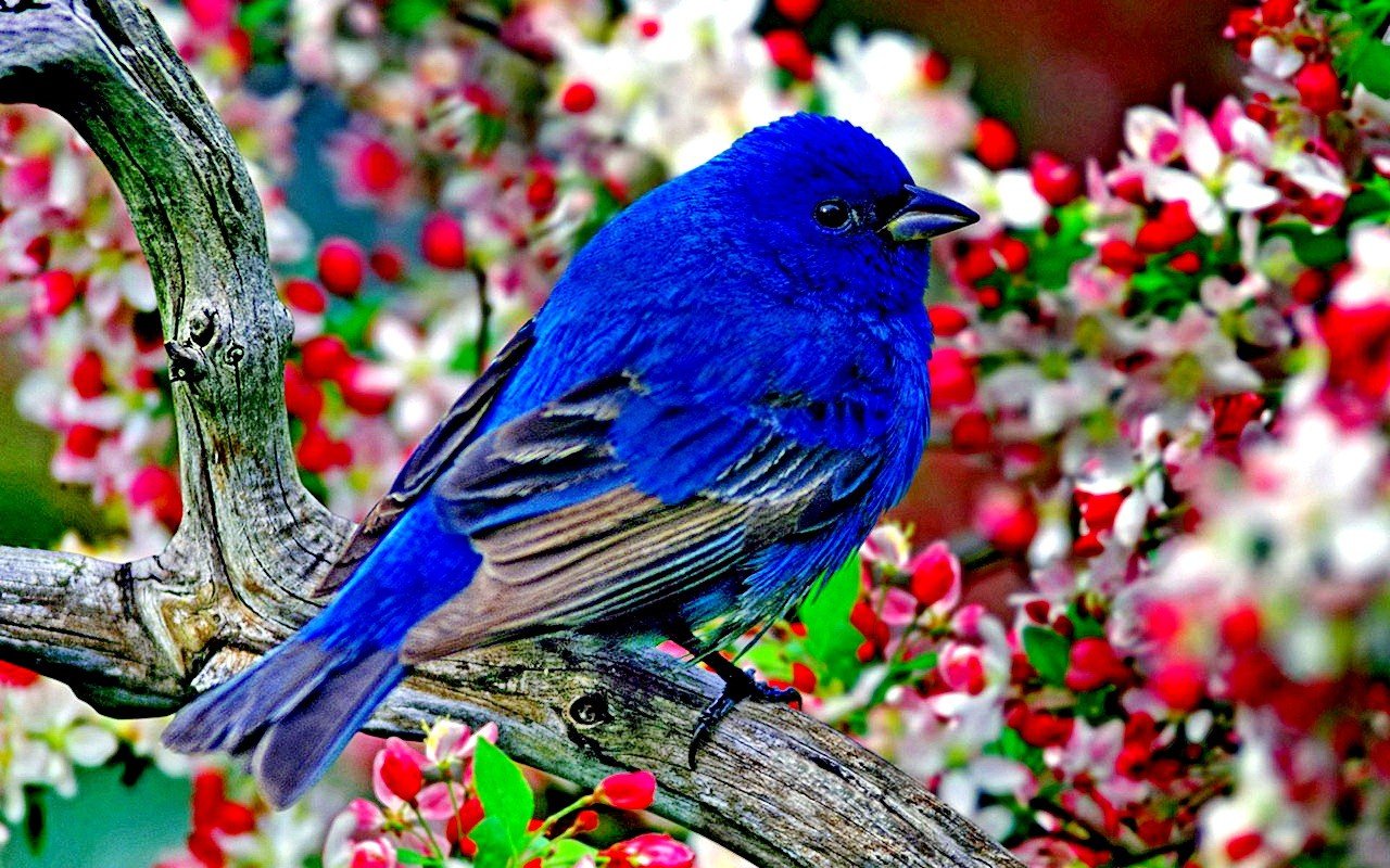 Pretty Blue Bird Wallpapers Wallpaper Cave