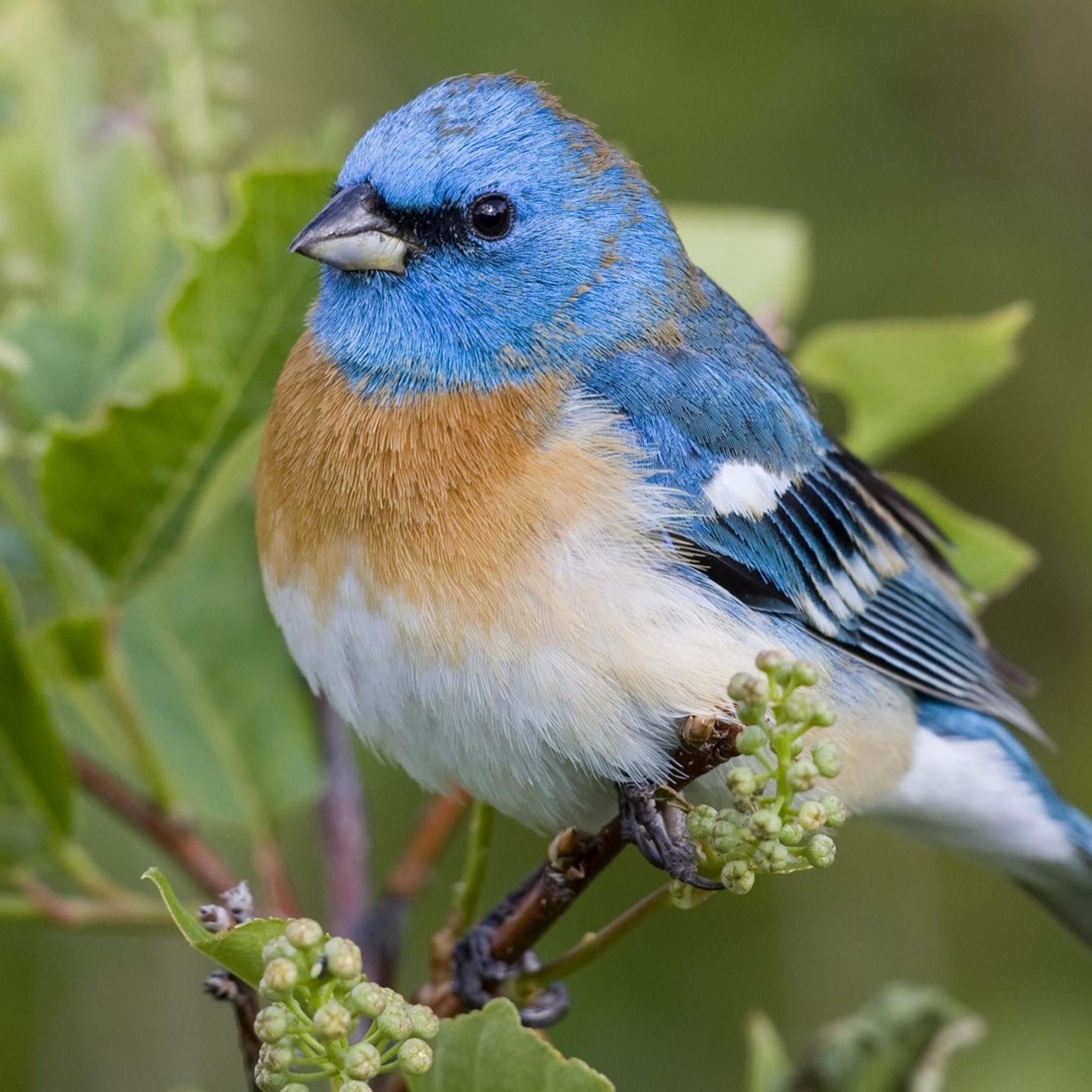 Pretty Blue Bird Wallpapers Wallpaper Cave