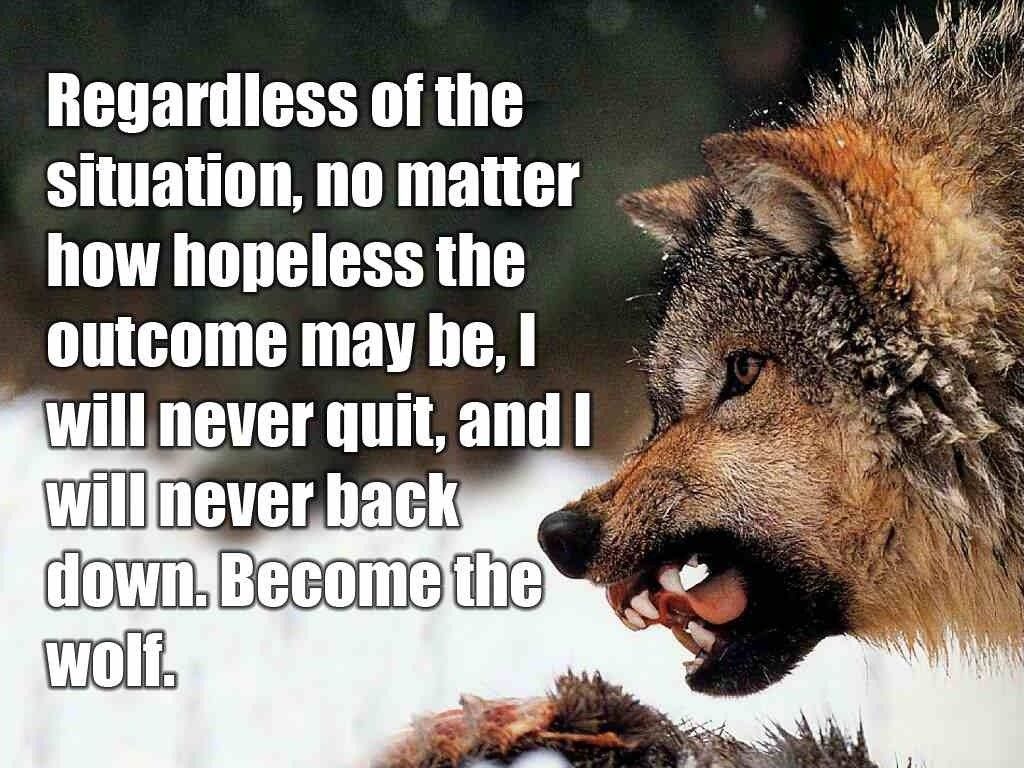 Cute Wolf Quotes Wallpapers Wallpaper Cave