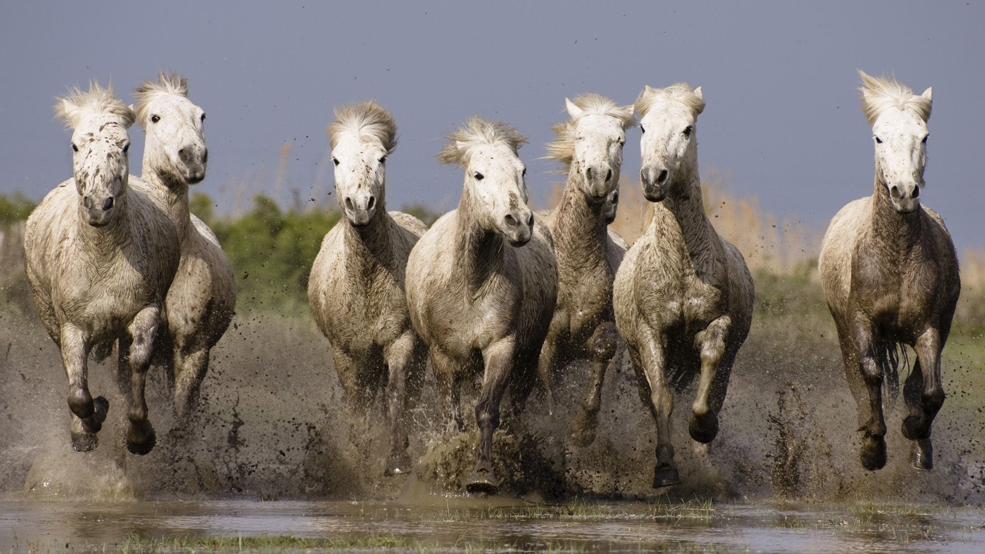 7 White Horses Wallpapers Wallpaper Cave