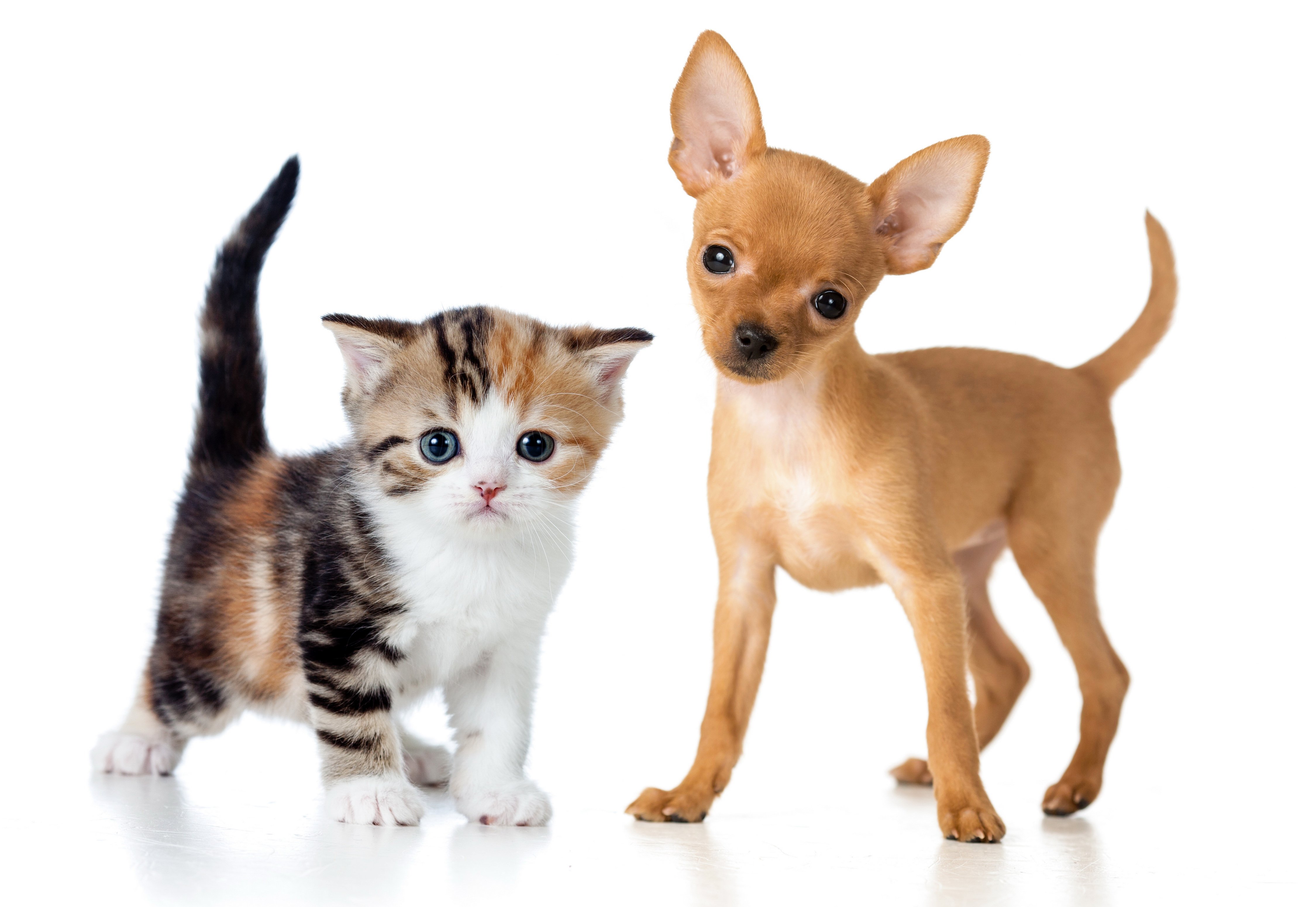 Baby Cats And Dogs Wallpapers Wallpaper Cave