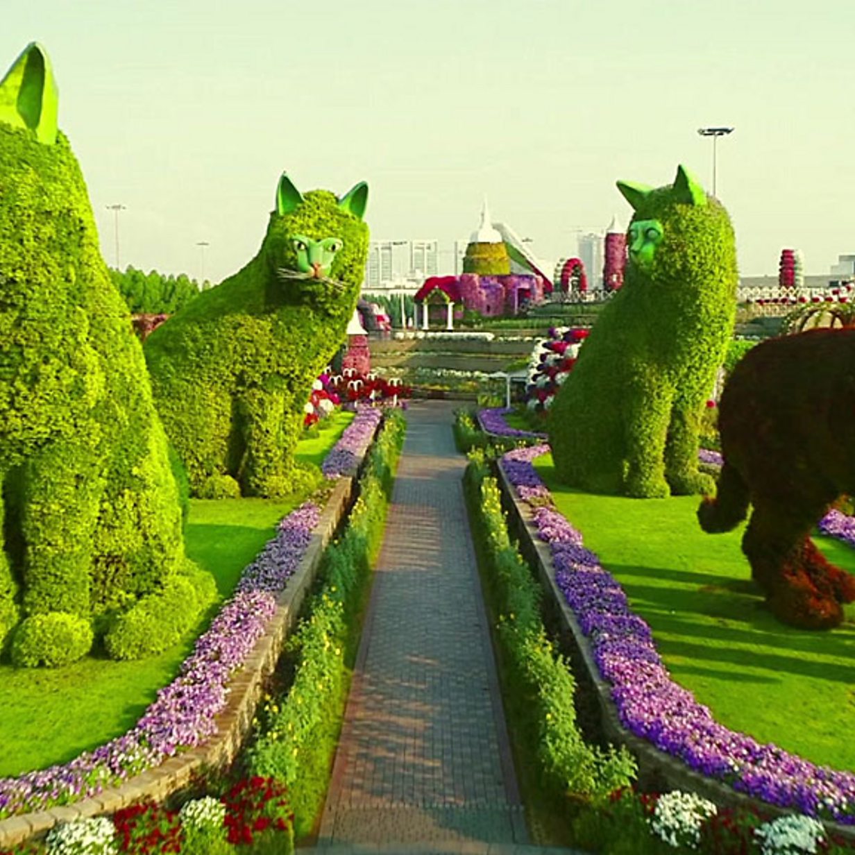 Dubai Flower Wallpapers Wallpaper Cave