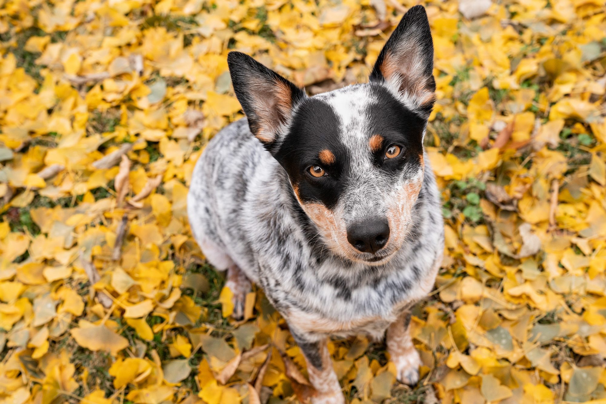 American Cattle Dog Wallpapers Wallpaper Cave