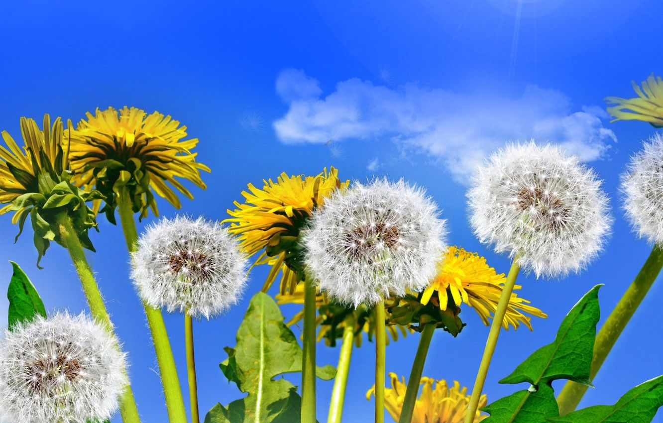 Yellow Dandelions Wallpapers Wallpaper Cave