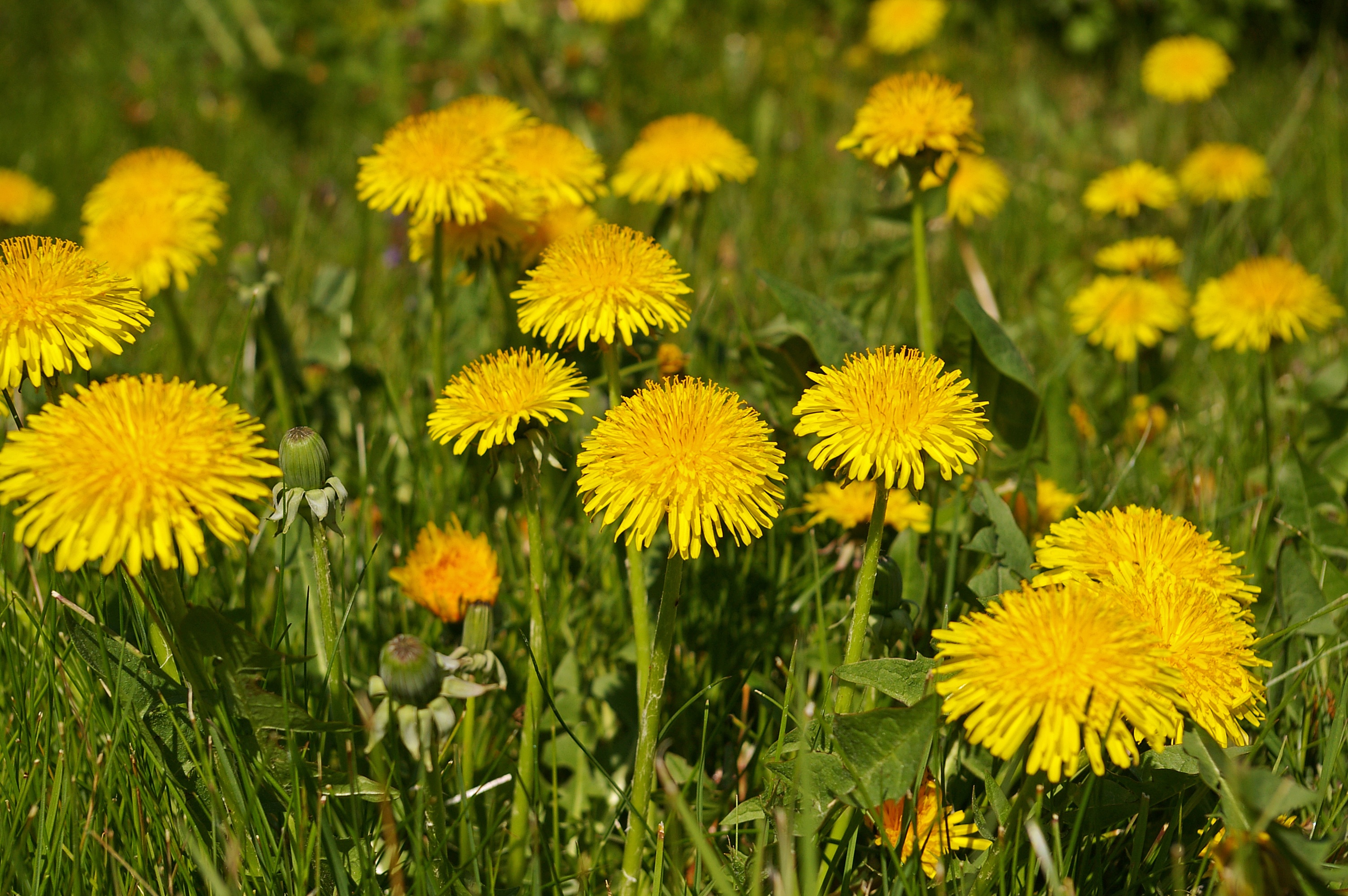 Yellow Dandelions Wallpapers Wallpaper Cave