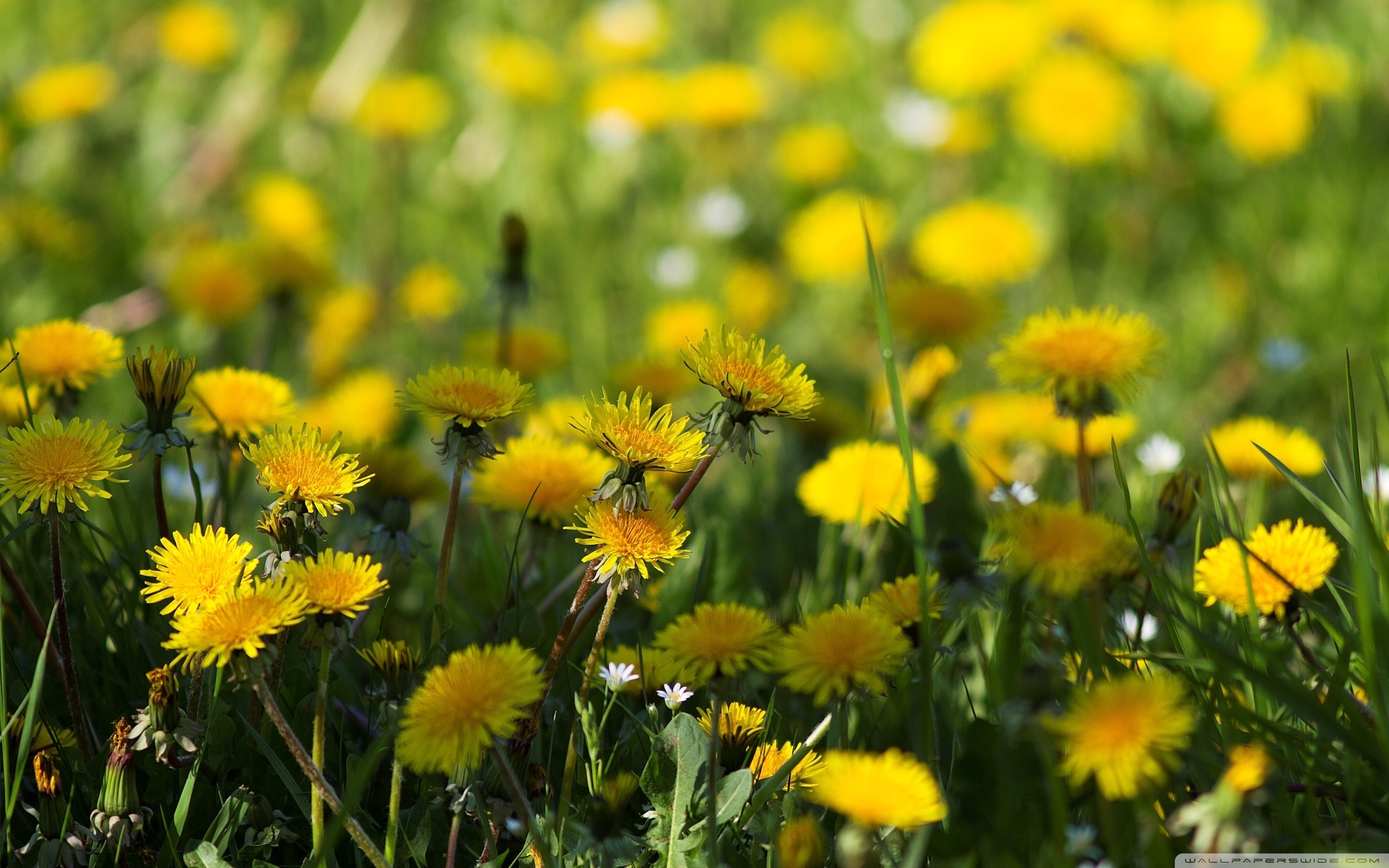 Yellow Dandelions Wallpapers Wallpaper Cave