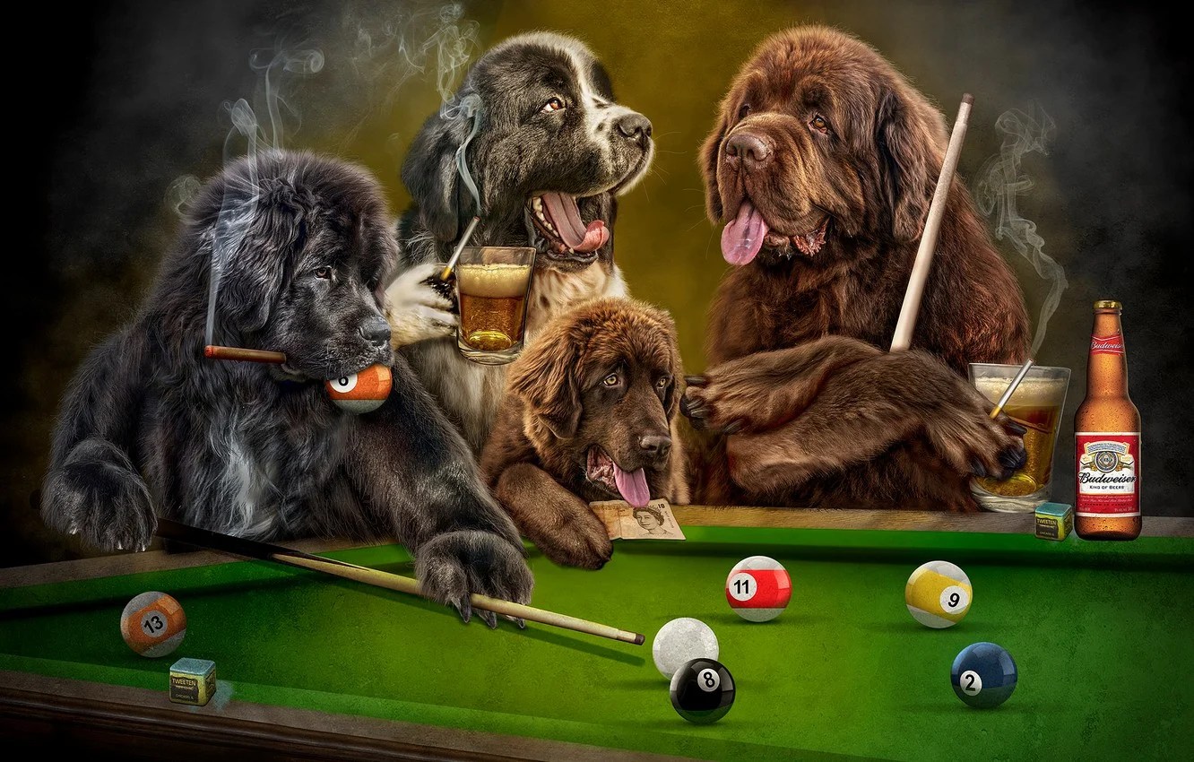 Dogs Playing Pool Wallpapers Wallpaper Cave
