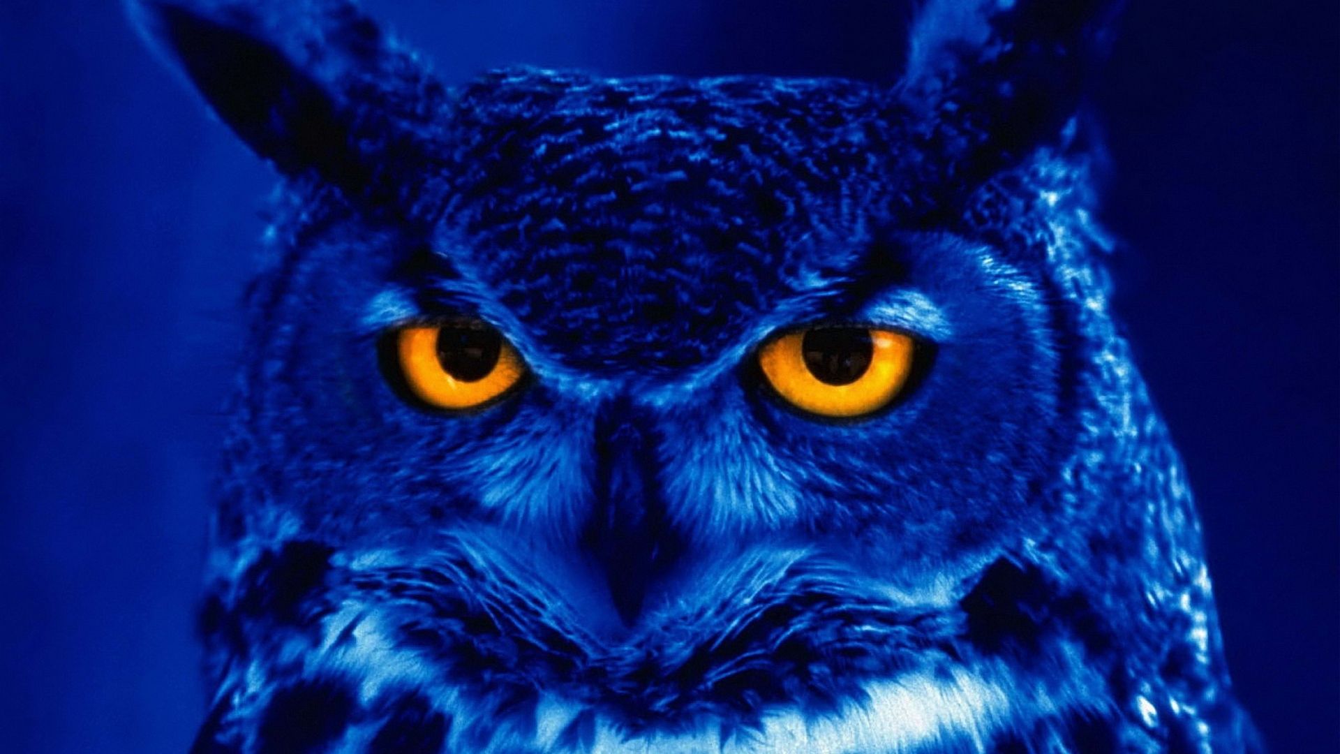 Blue Owl Wallpapers Wallpaper Cave