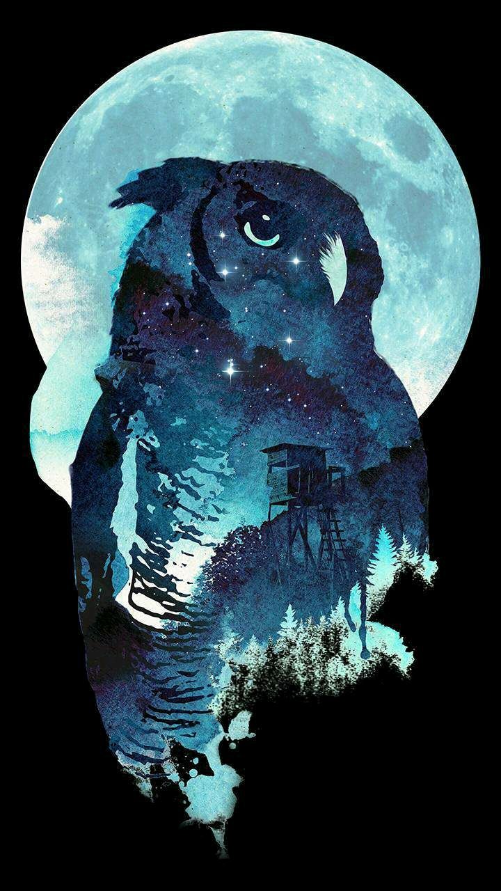 Blue Owl Wallpapers Wallpaper Cave