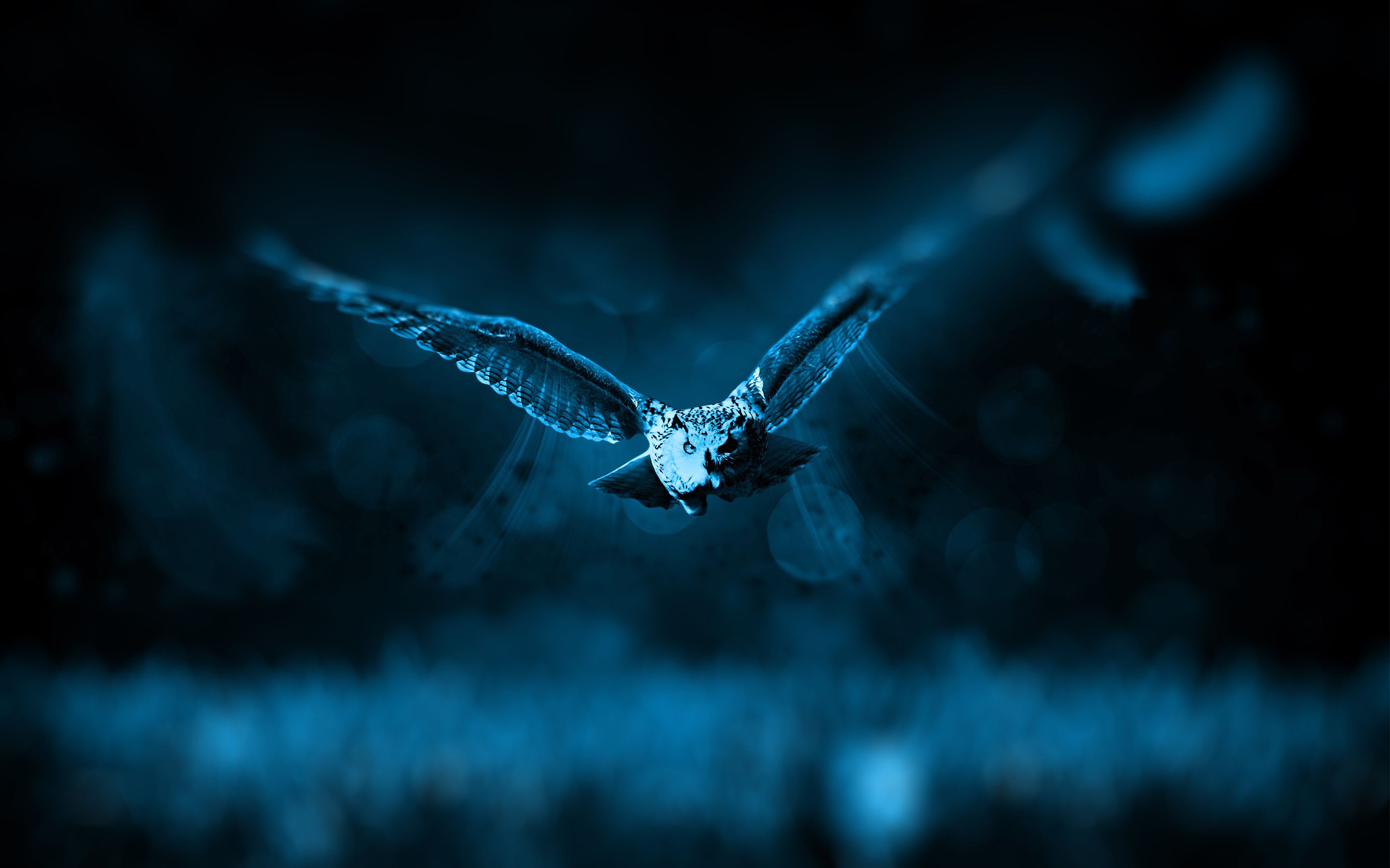 Blue Owl Wallpapers Wallpaper Cave