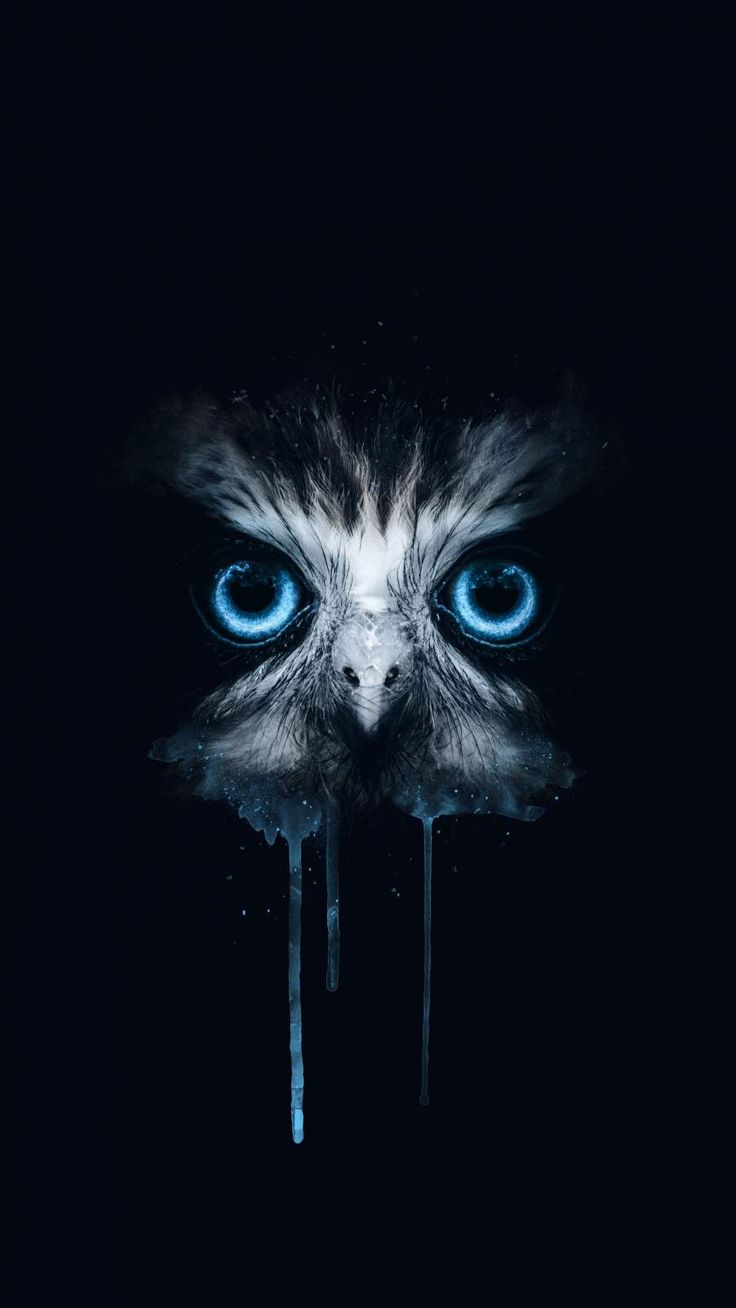 Blue Owl Wallpapers Wallpaper Cave