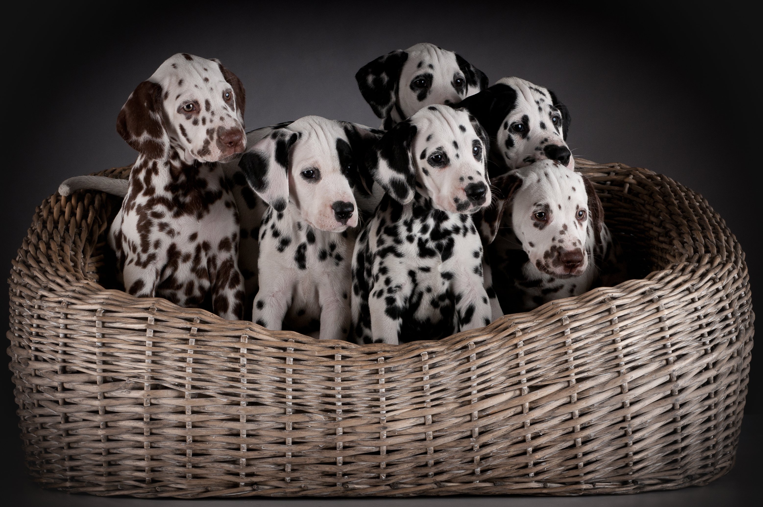 Dalmatian Puppy Wallpapers Wallpaper Cave