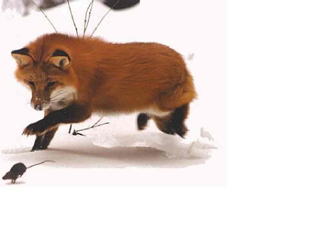 Sierra Nevada Fox Wallpapers Wallpaper Cave