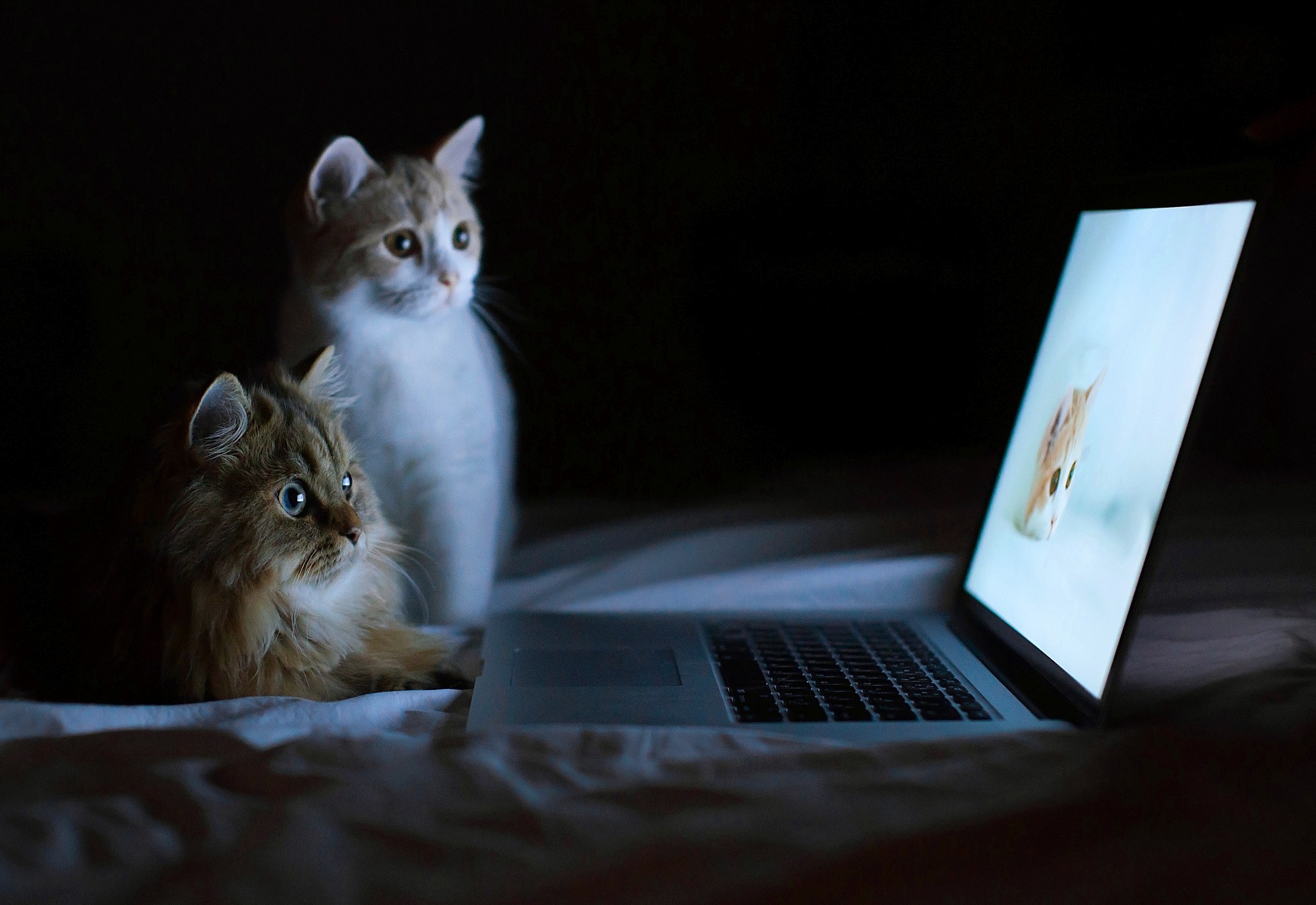Cats With Laptop Wallpapers Wallpaper Cave