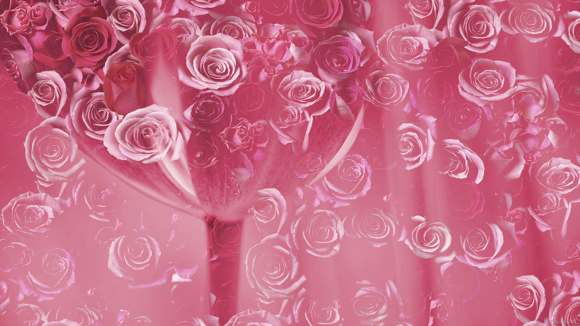 Rose Colour Wallpapers Wallpaper Cave