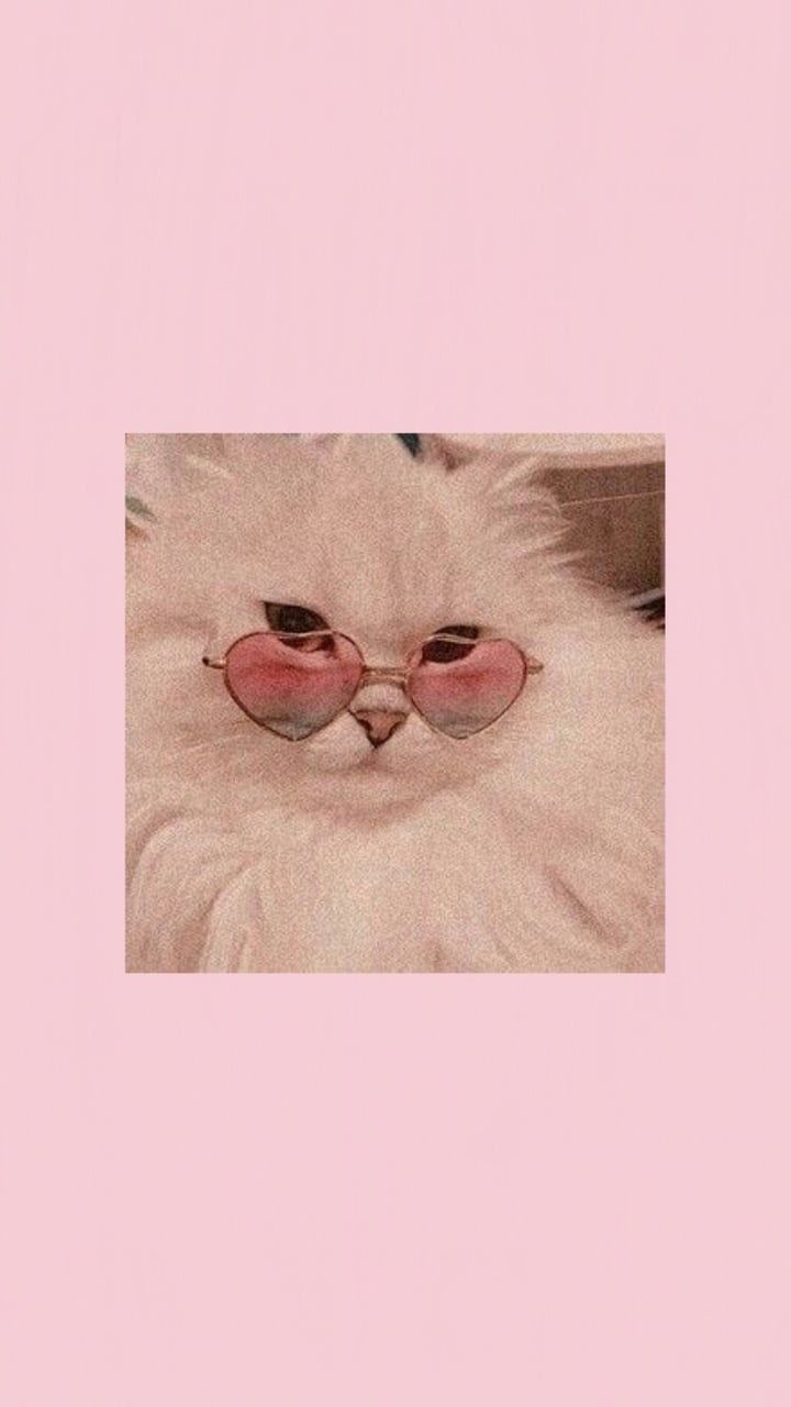 Cute Aesthetic Kitty Wallpapers Wallpaper Cave