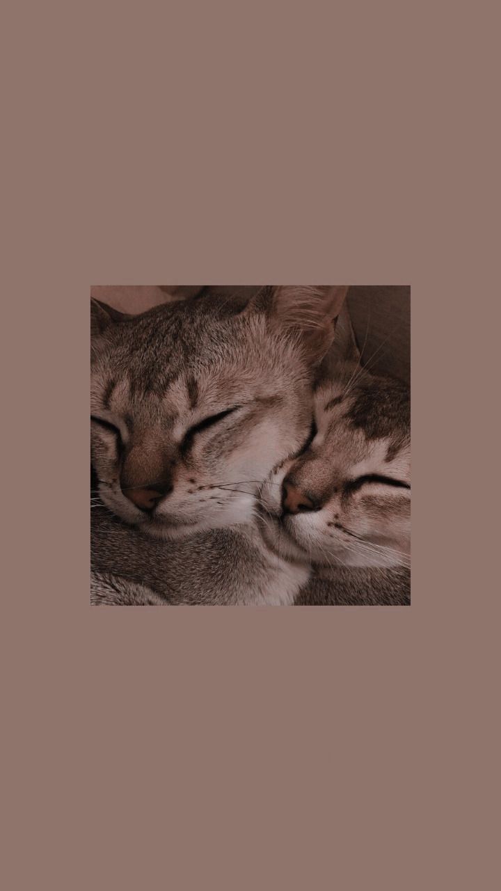 Cute Aesthetic Kitty Wallpapers Wallpaper Cave