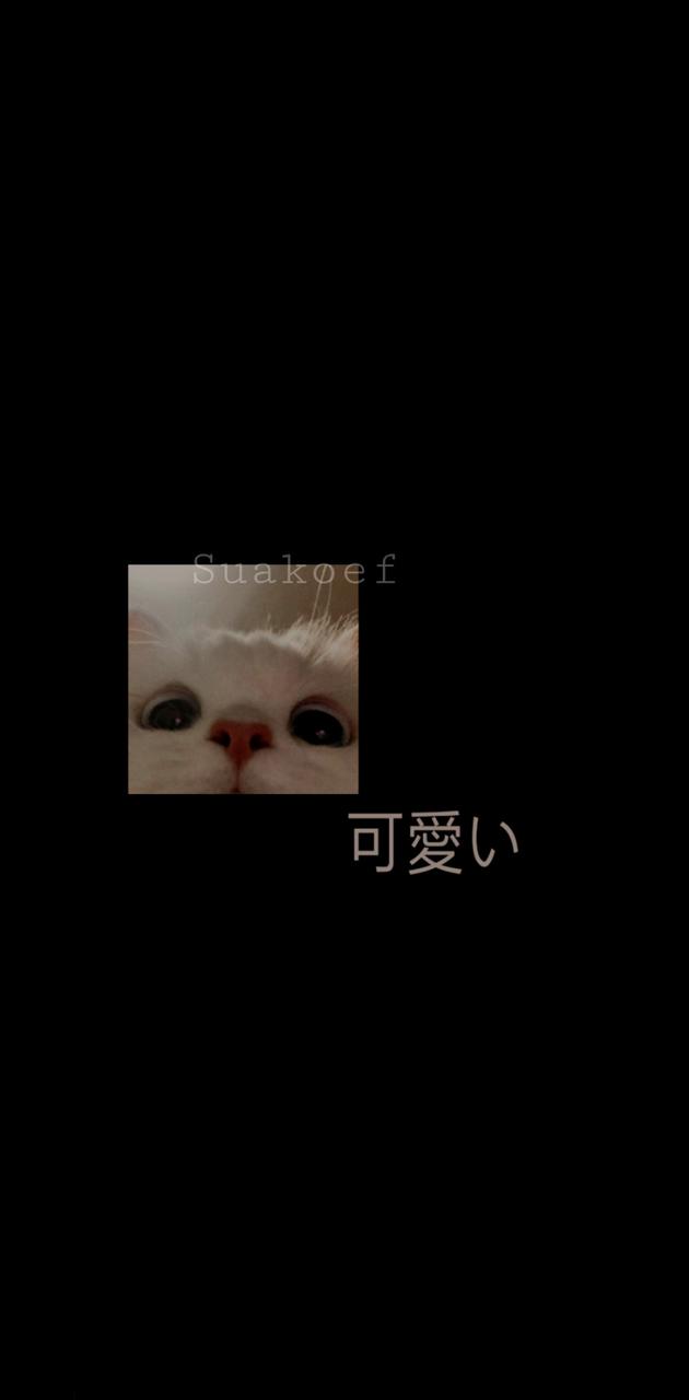 Cute Aesthetic Kitty Wallpapers Wallpaper Cave