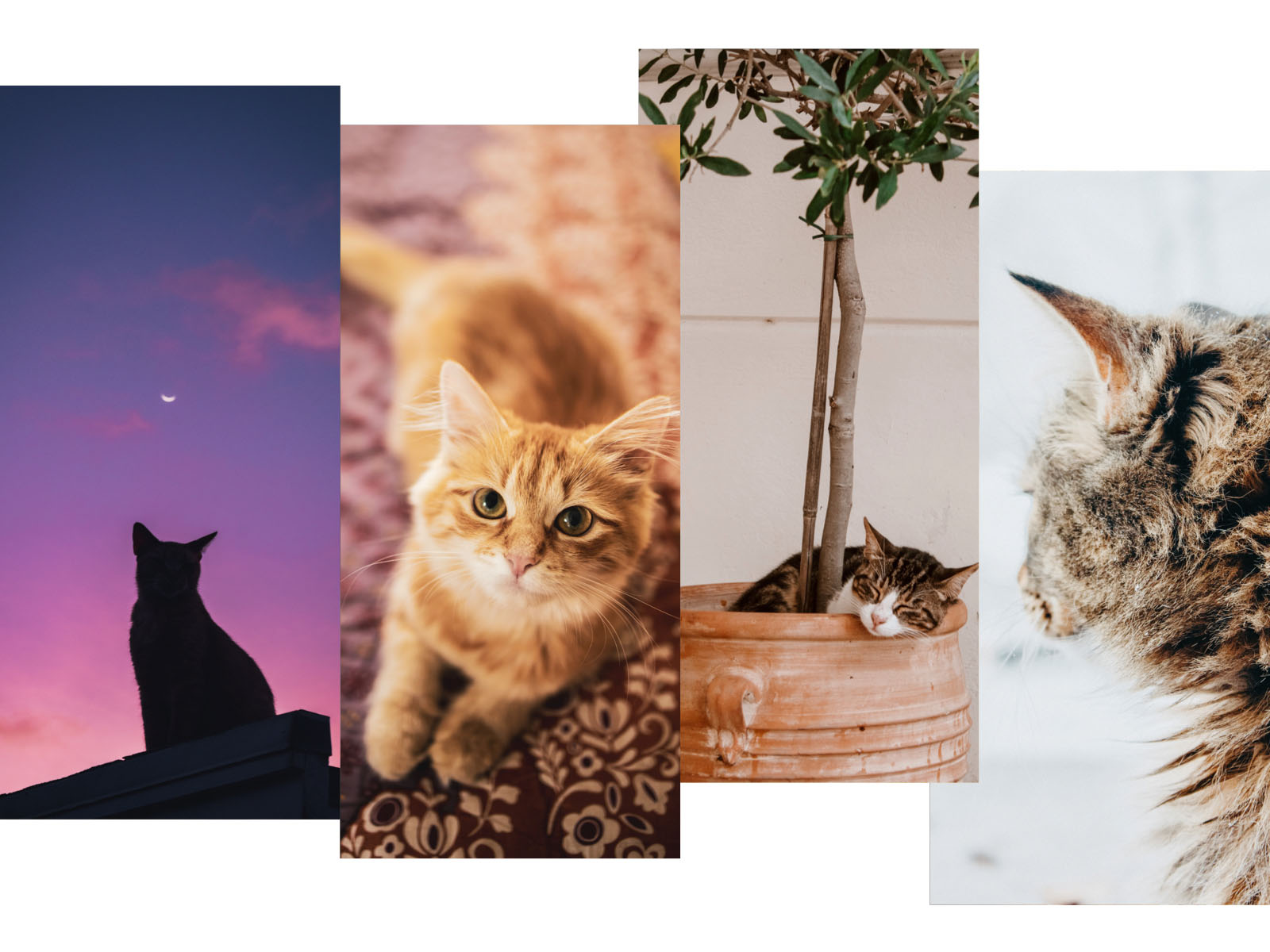 Cute Aesthetic Kitty Wallpapers Wallpaper Cave