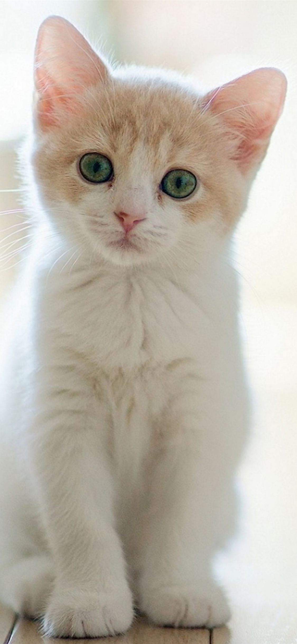 Cute Aesthetic Kitty Wallpapers Wallpaper Cave