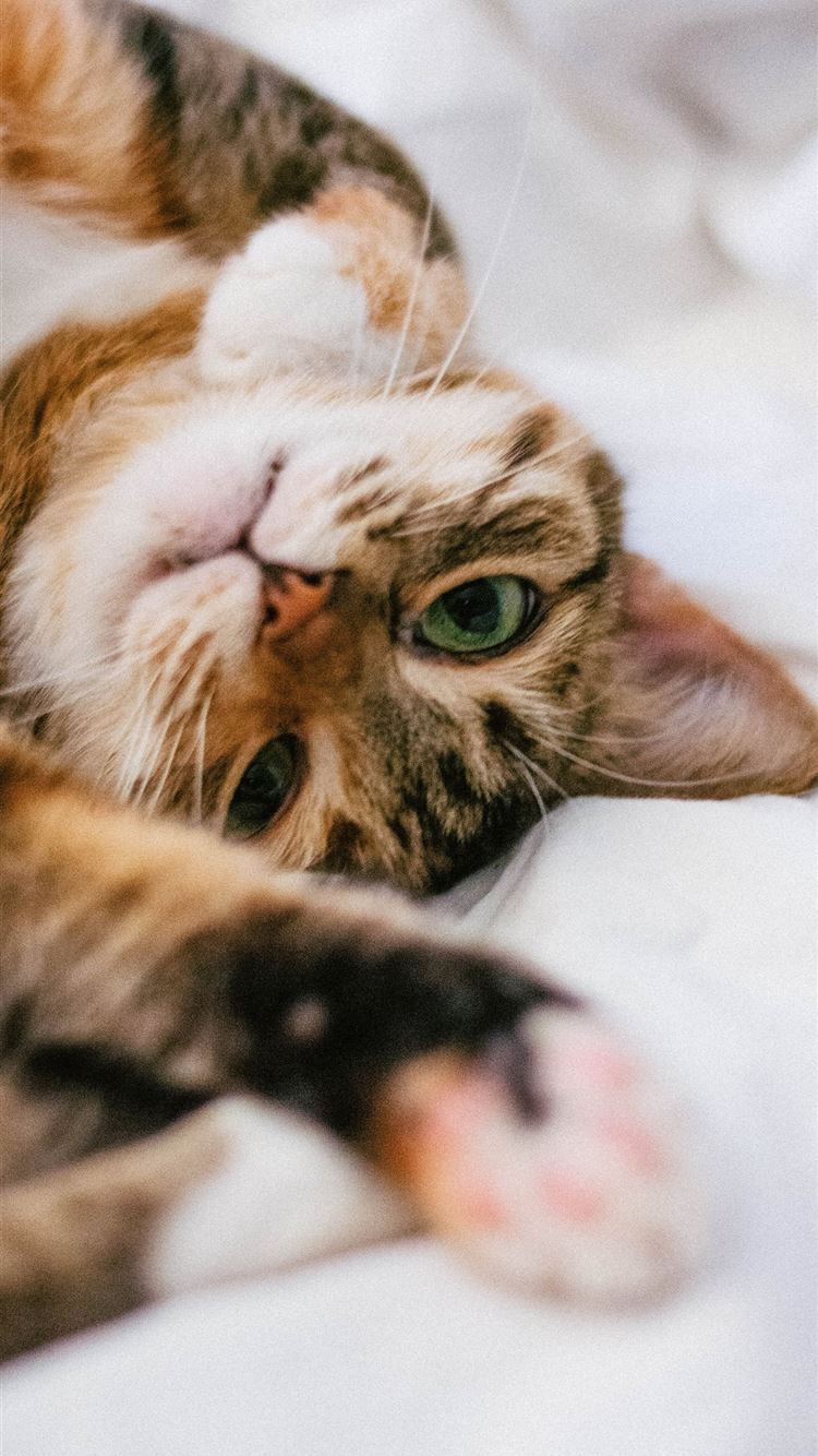 Cute Aesthetic Kitty Wallpapers Wallpaper Cave