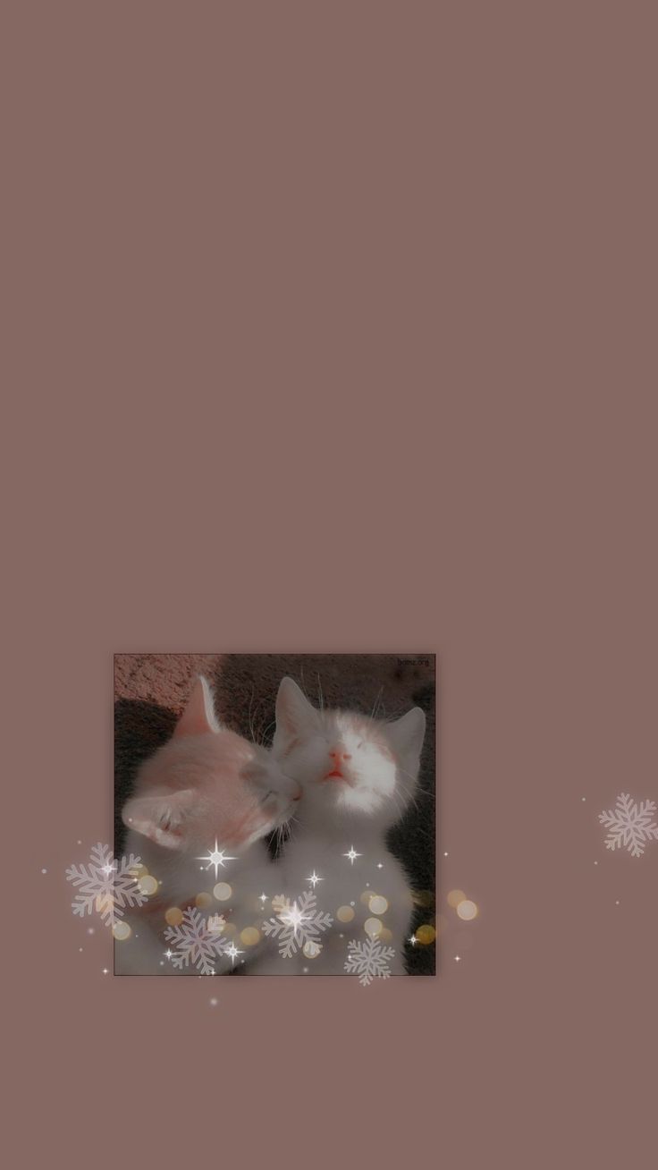 Cute Aesthetic Kitty Wallpapers Wallpaper Cave