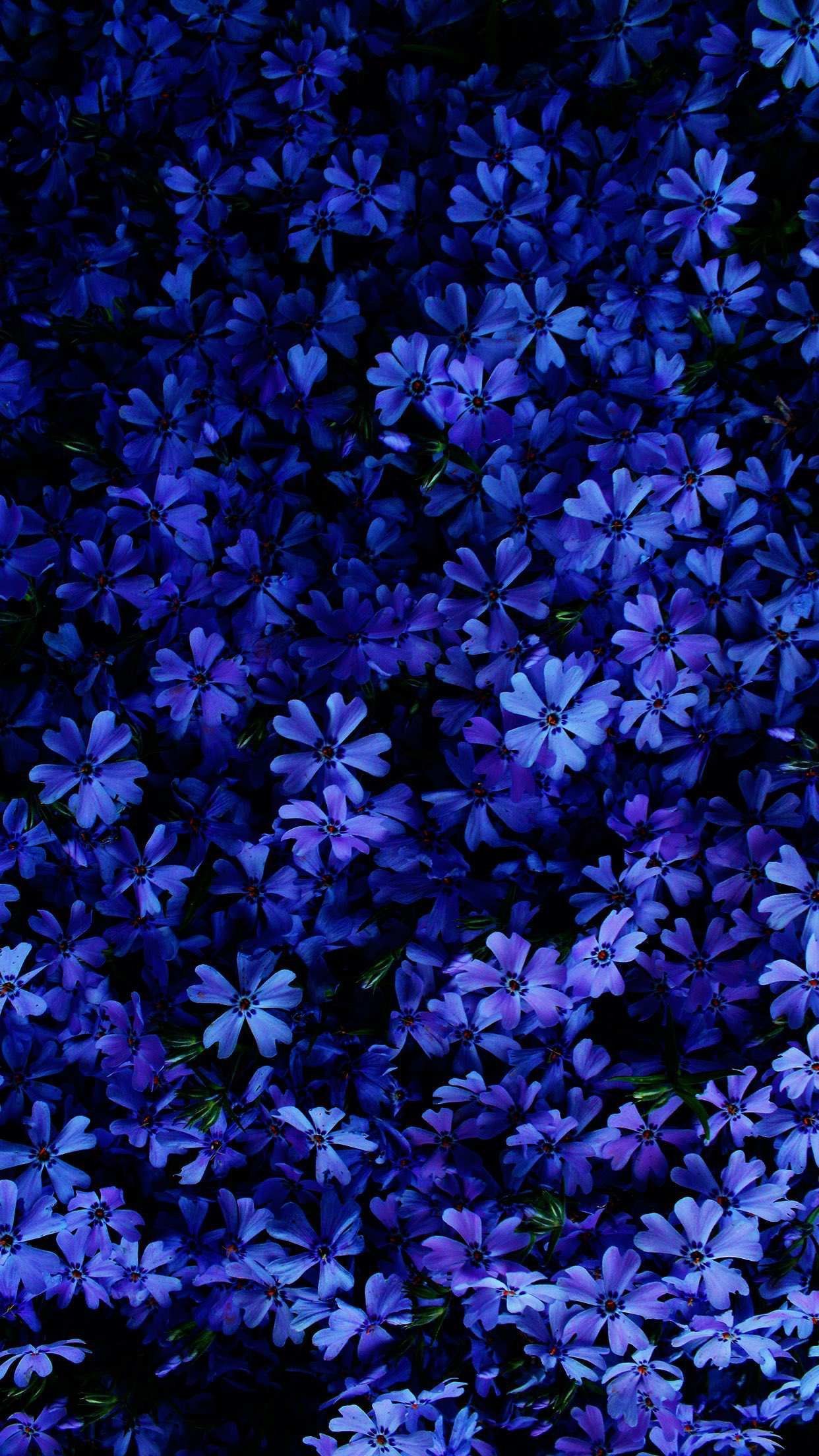 Cobalt Blue Wallpapers Wallpaper Cave