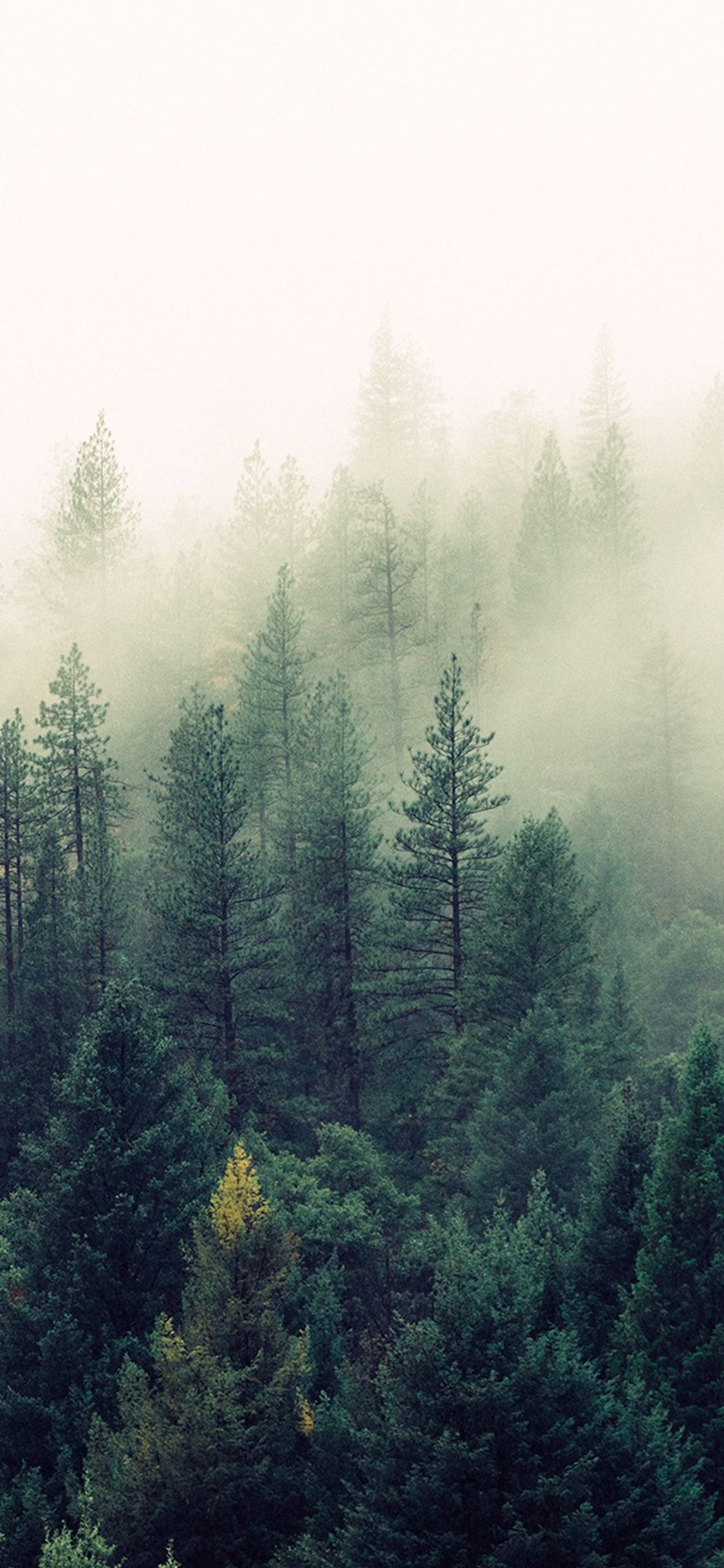 Summer Fog iPhone Wallpapers Wallpaper Cave