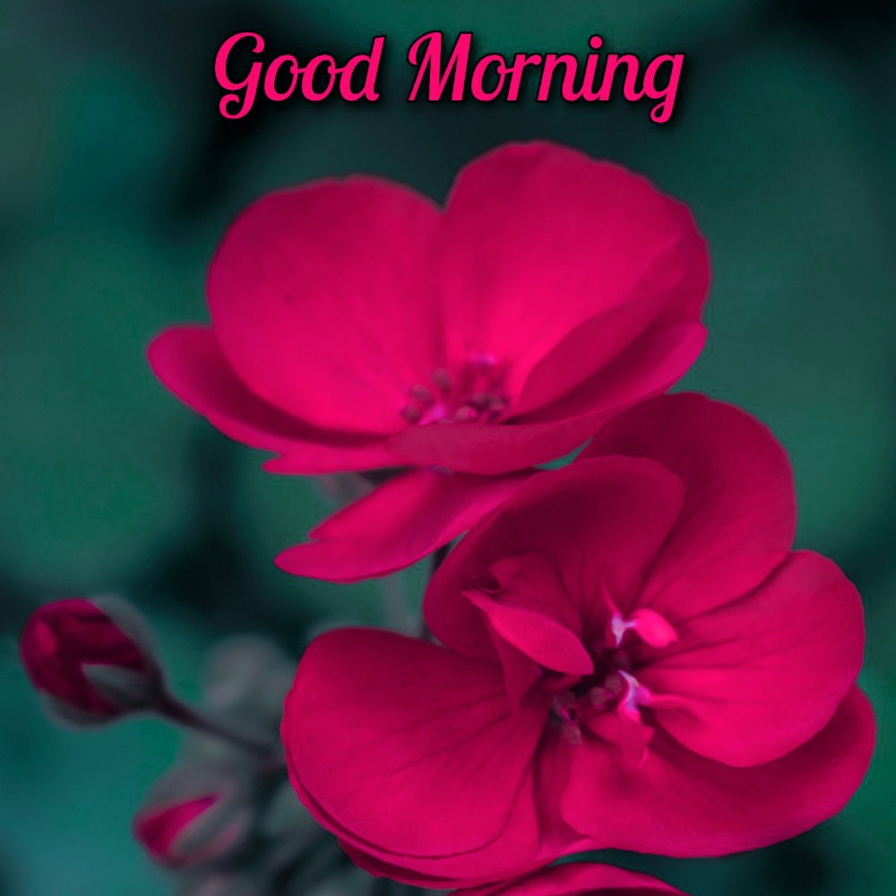 Top 999+ good morning flower images free download for whatsapp
