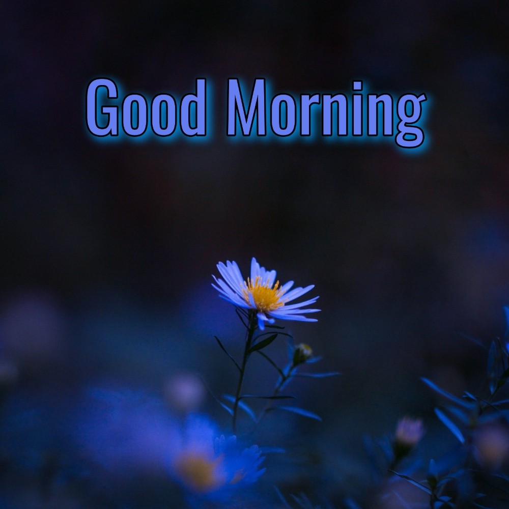 An Incredible Assortment of Full 4K Good Morning Images with Flowers HD