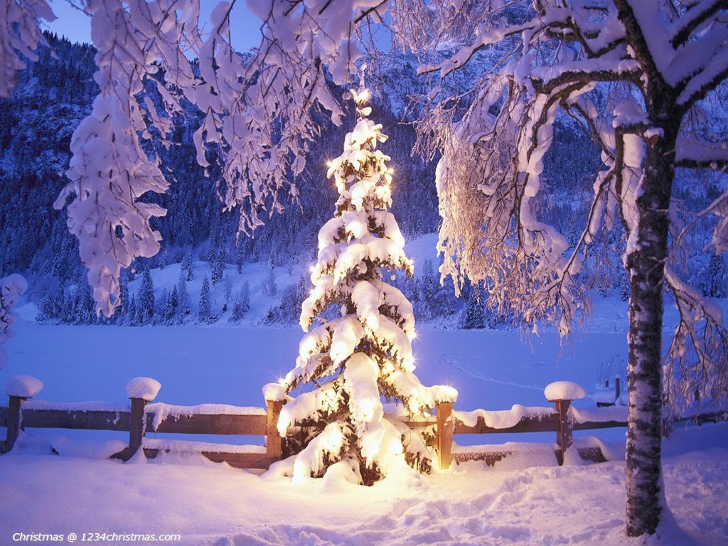 White Christmas Tree Wallpapers Wallpaper Cave