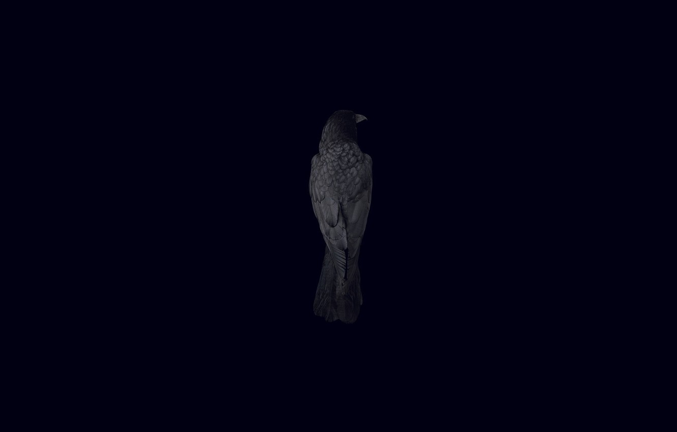 Dark Bird Wallpapers Wallpaper Cave