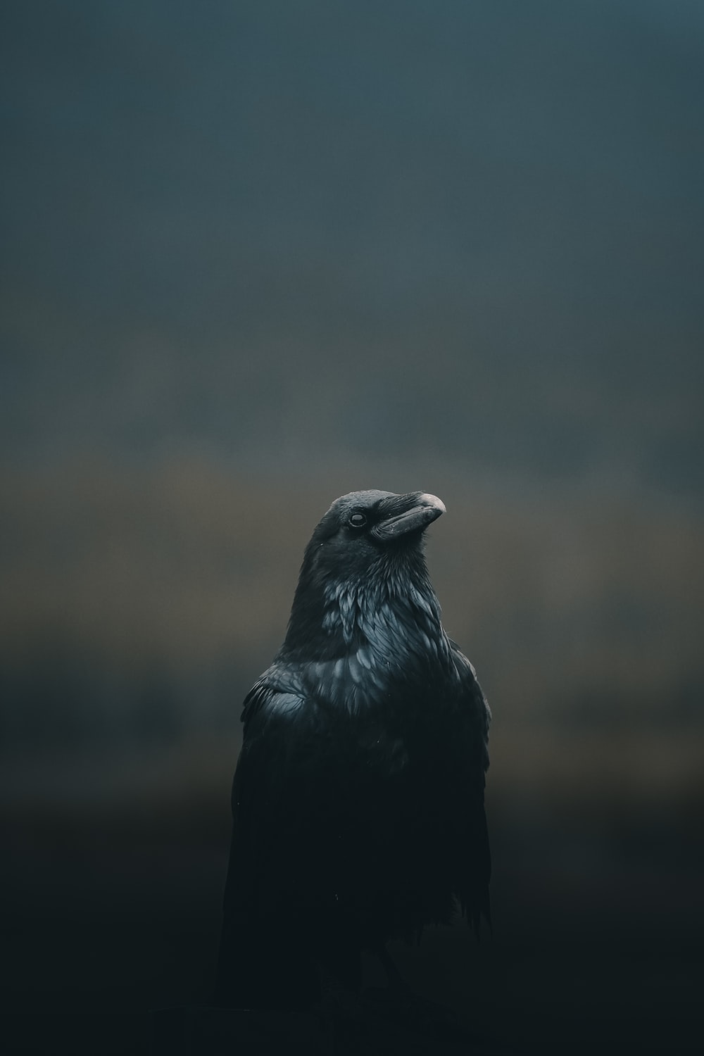 Dark Bird Wallpapers Wallpaper Cave