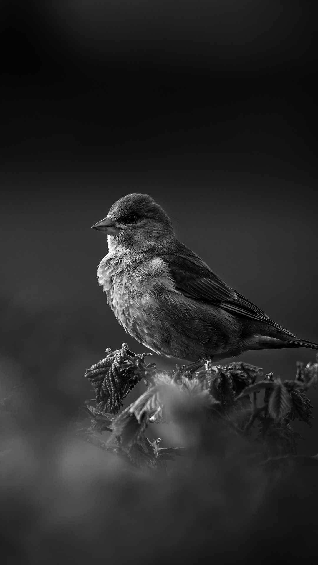 Dark Bird Wallpapers Wallpaper Cave