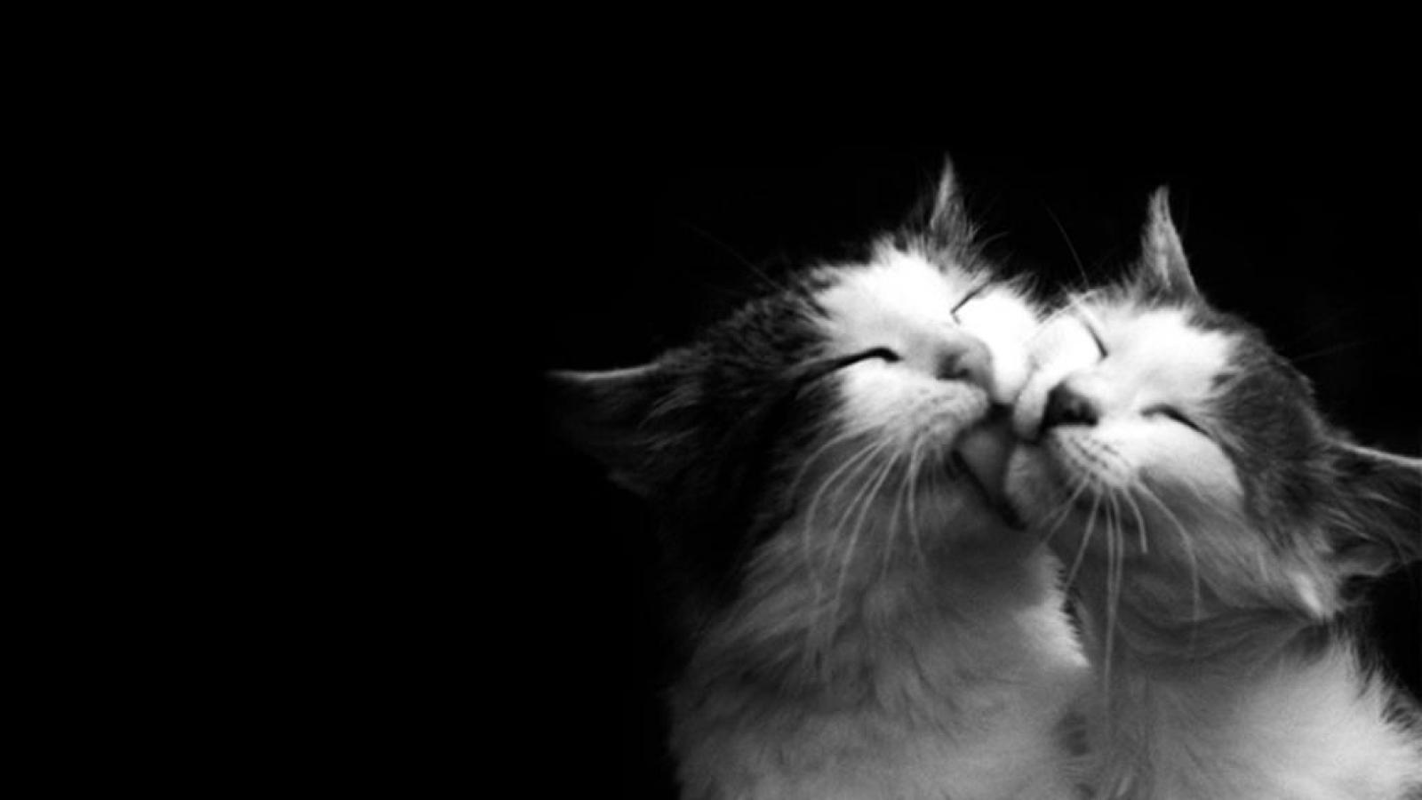 Cat Lover Wallpapers Wallpaper Cave