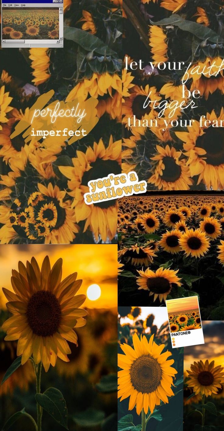 Sunflower Collage Wallpapers Wallpaper Cave
