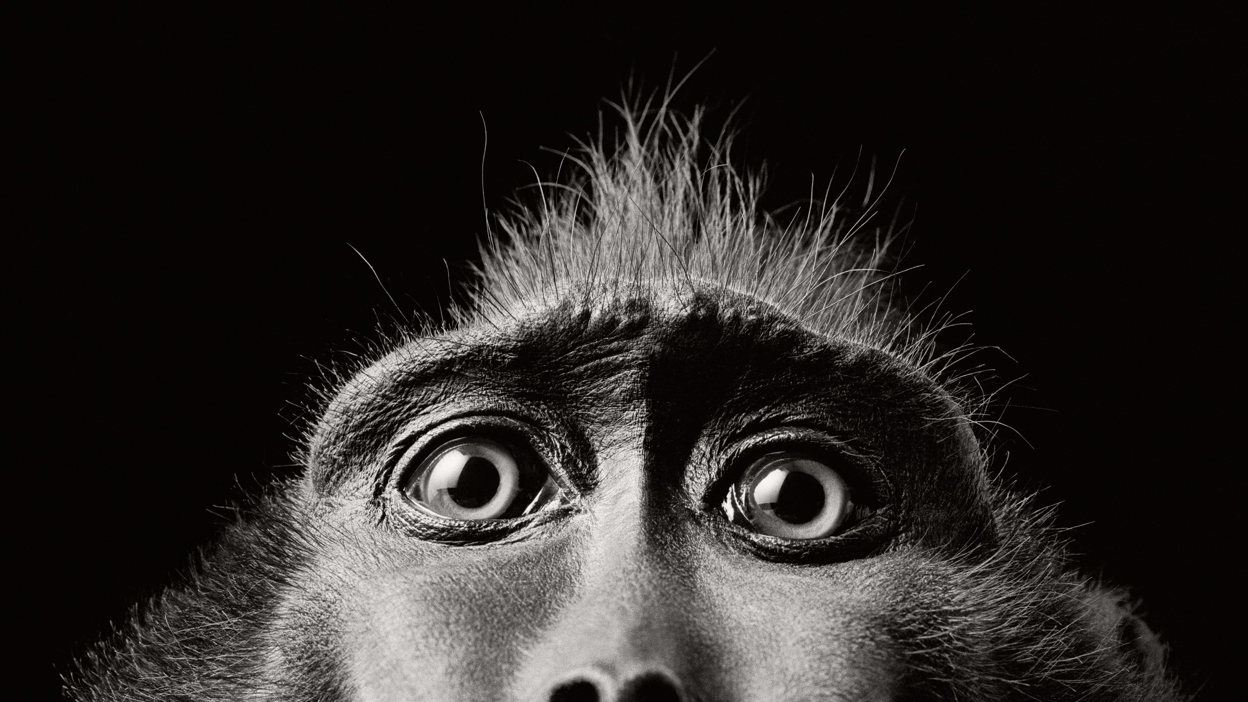 Ugly Monkeys Wallpapers Wallpaper Cave