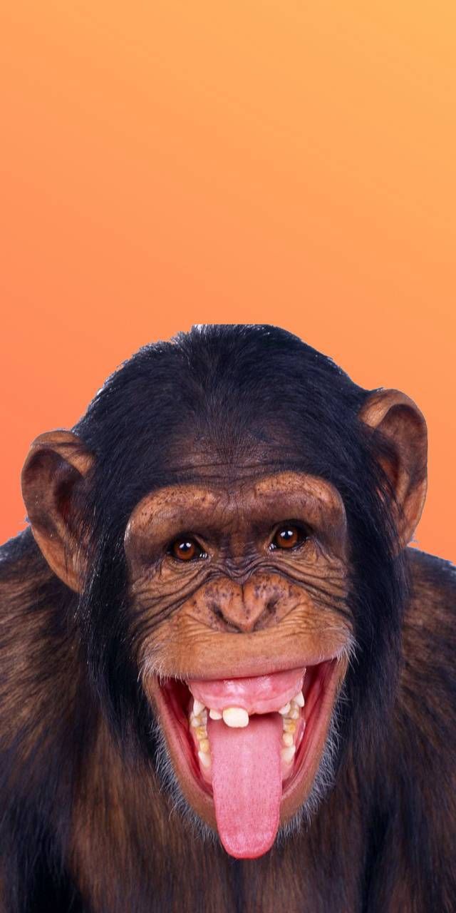 Ugly Monkeys Wallpapers Wallpaper Cave