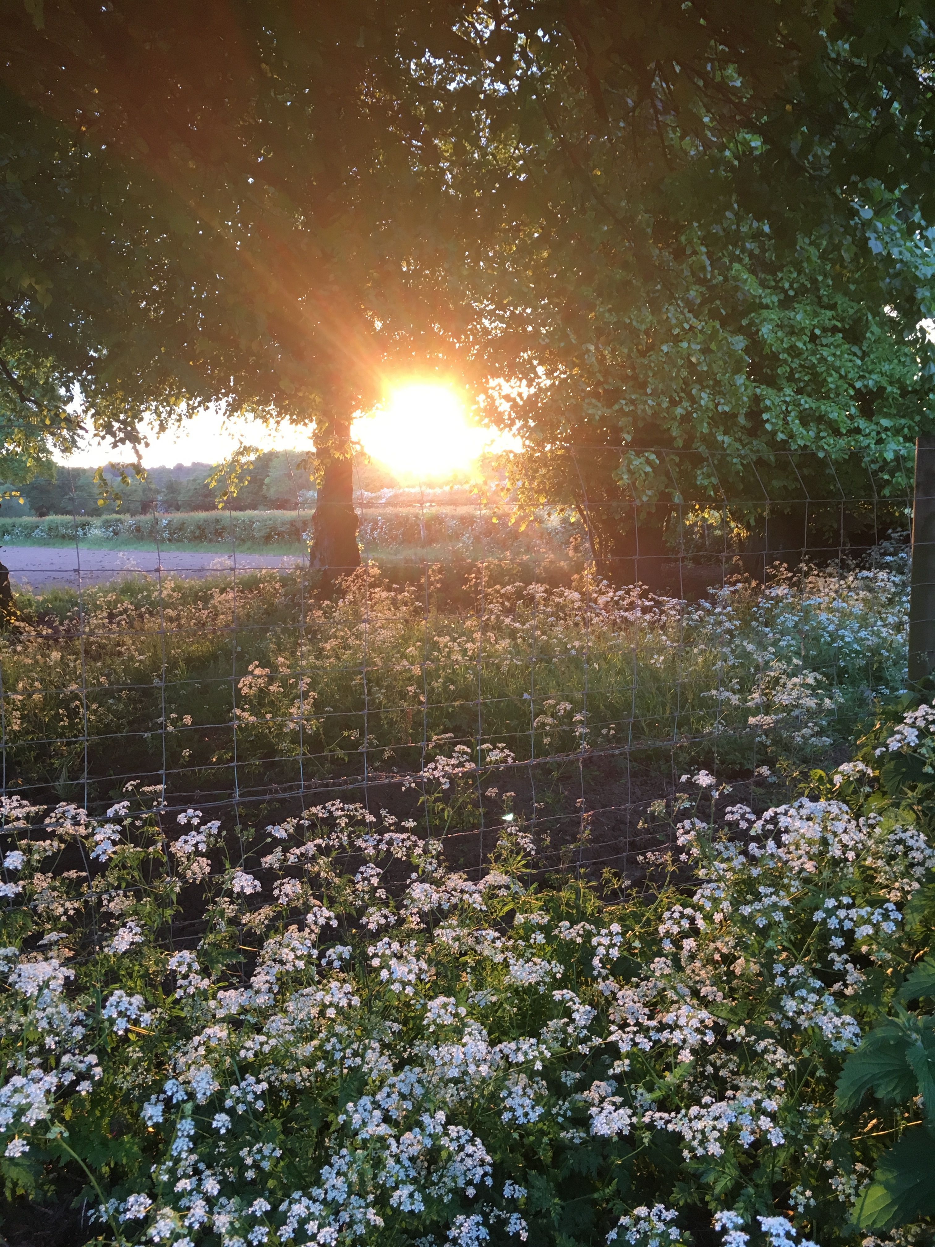 Cottagecore Summer Wallpapers Wallpaper Cave