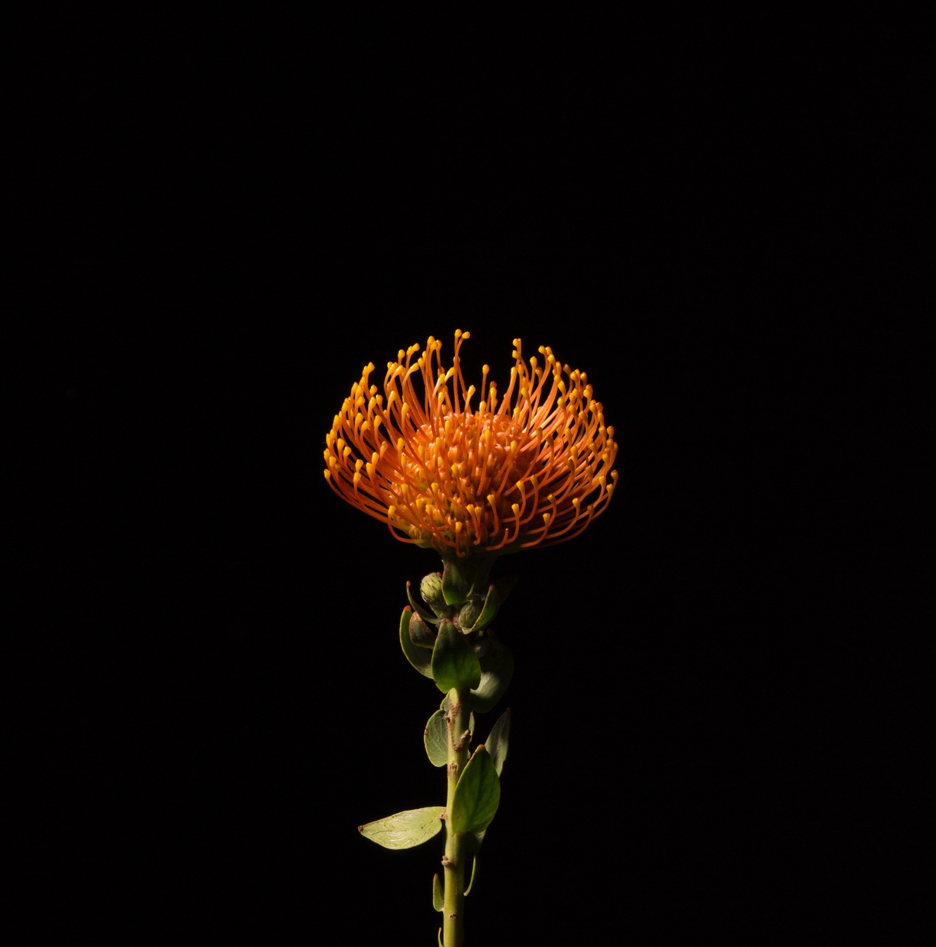 iPhone Black And Orange Wallpapers Wallpaper Cave