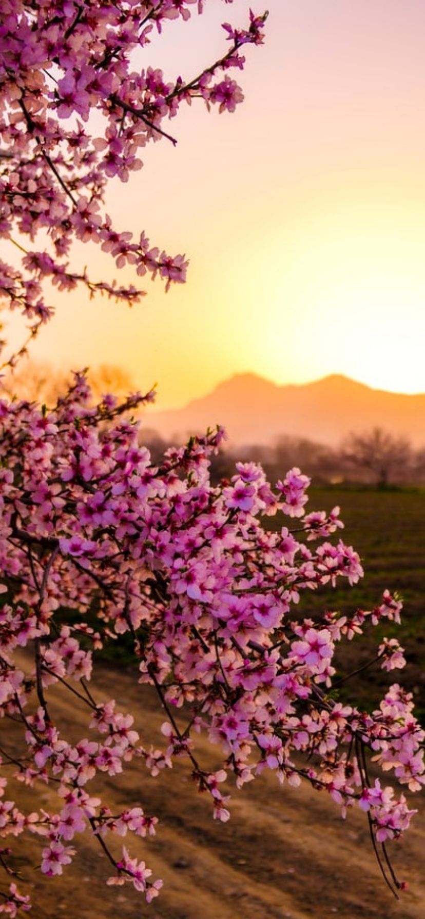 iPhone Flower Homescreen Wallpapers Wallpaper Cave