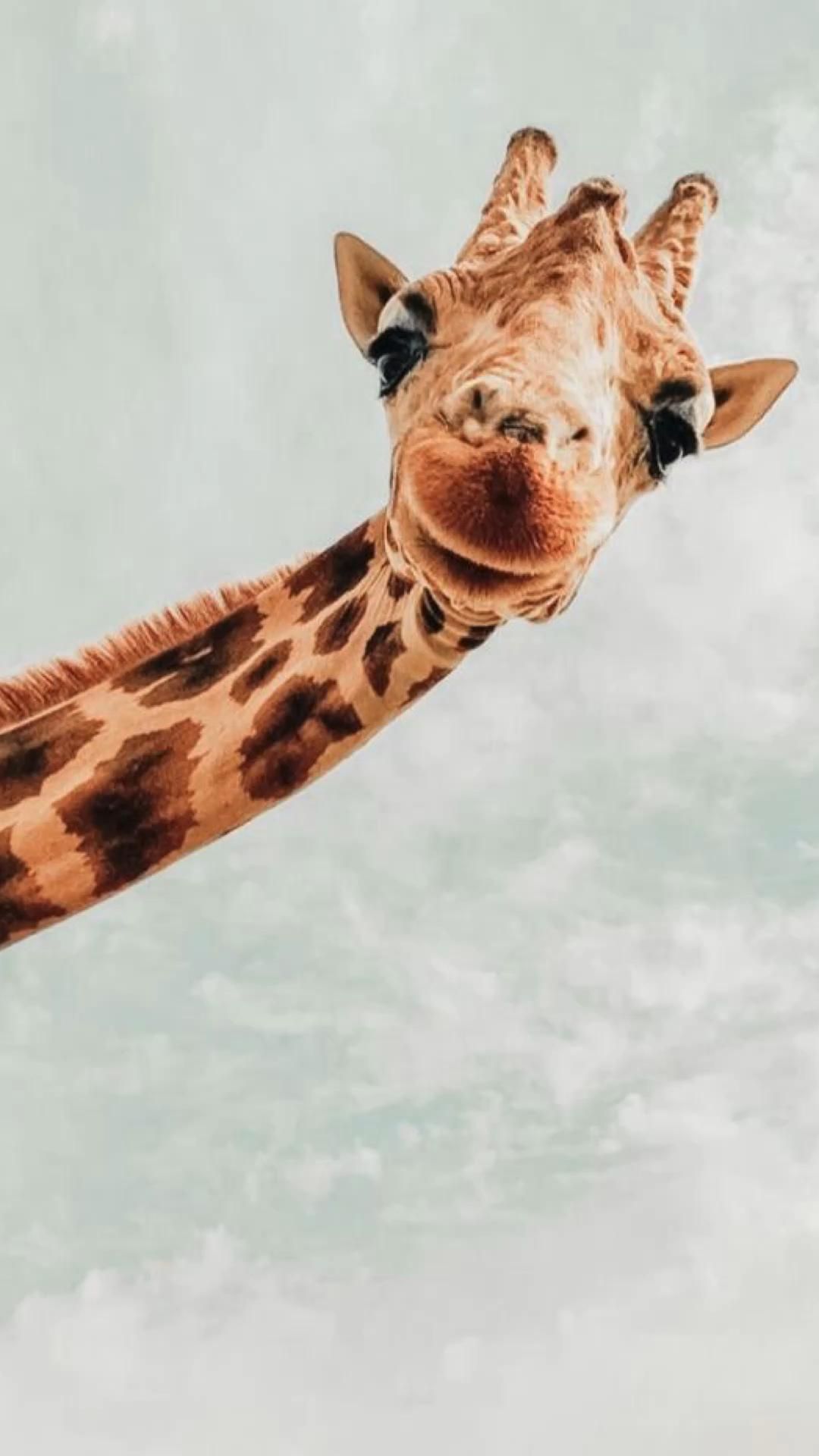 Aesthetic Giraffe Wallpapers Wallpaper Cave