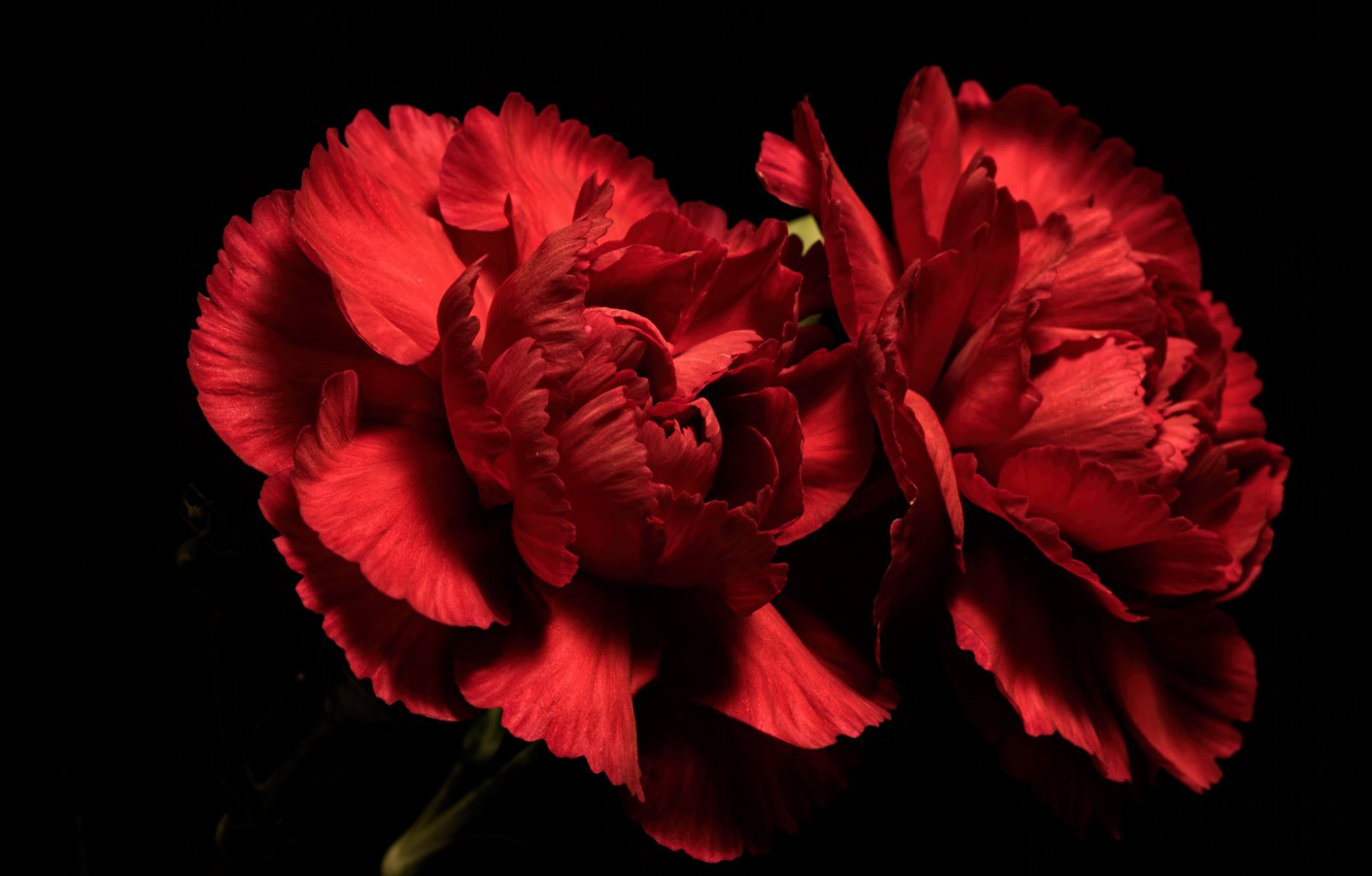 Red Carnation Wallpapers Wallpaper Cave