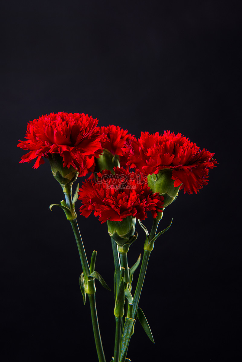 Red Carnation Wallpapers Wallpaper Cave