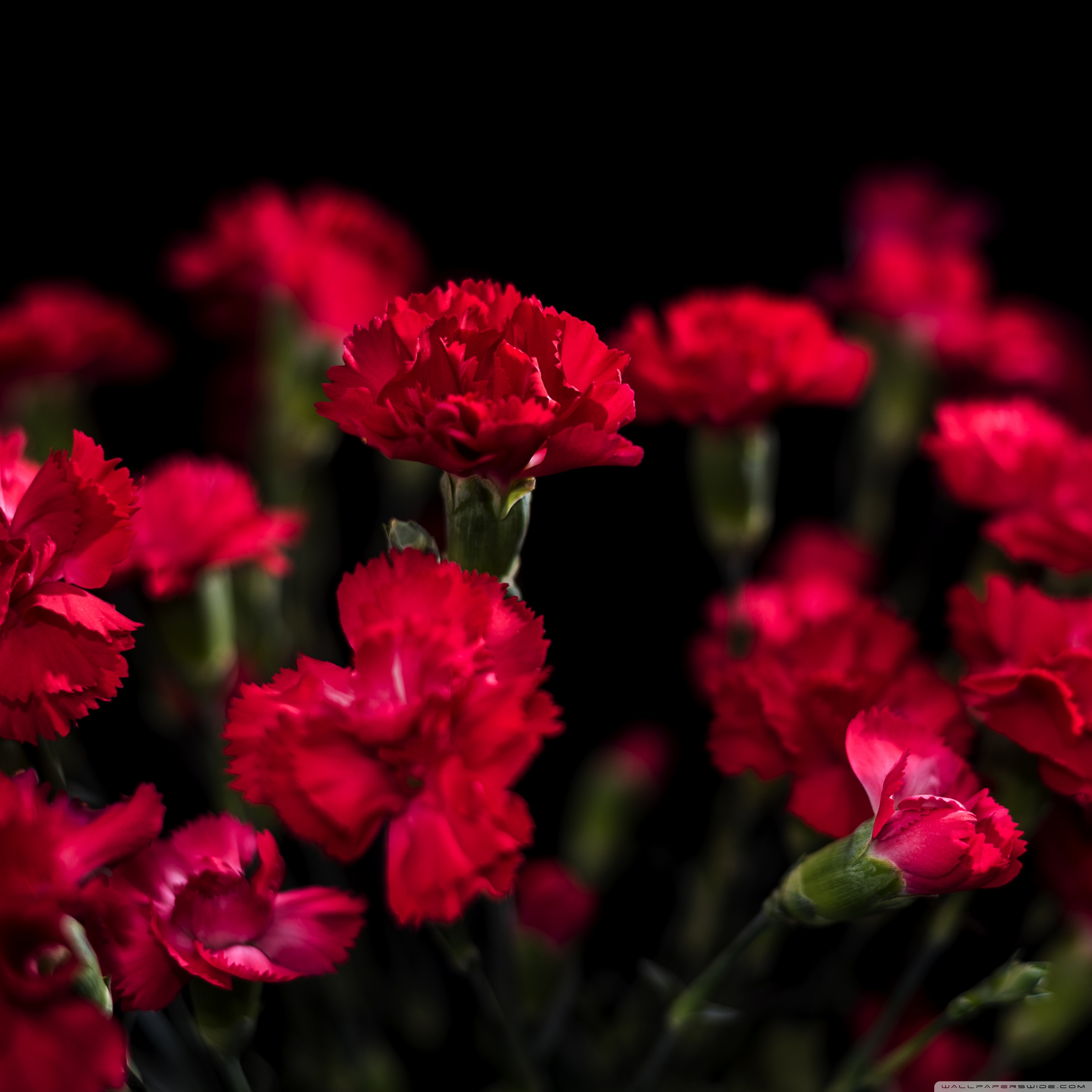 Red Carnation Wallpapers Wallpaper Cave