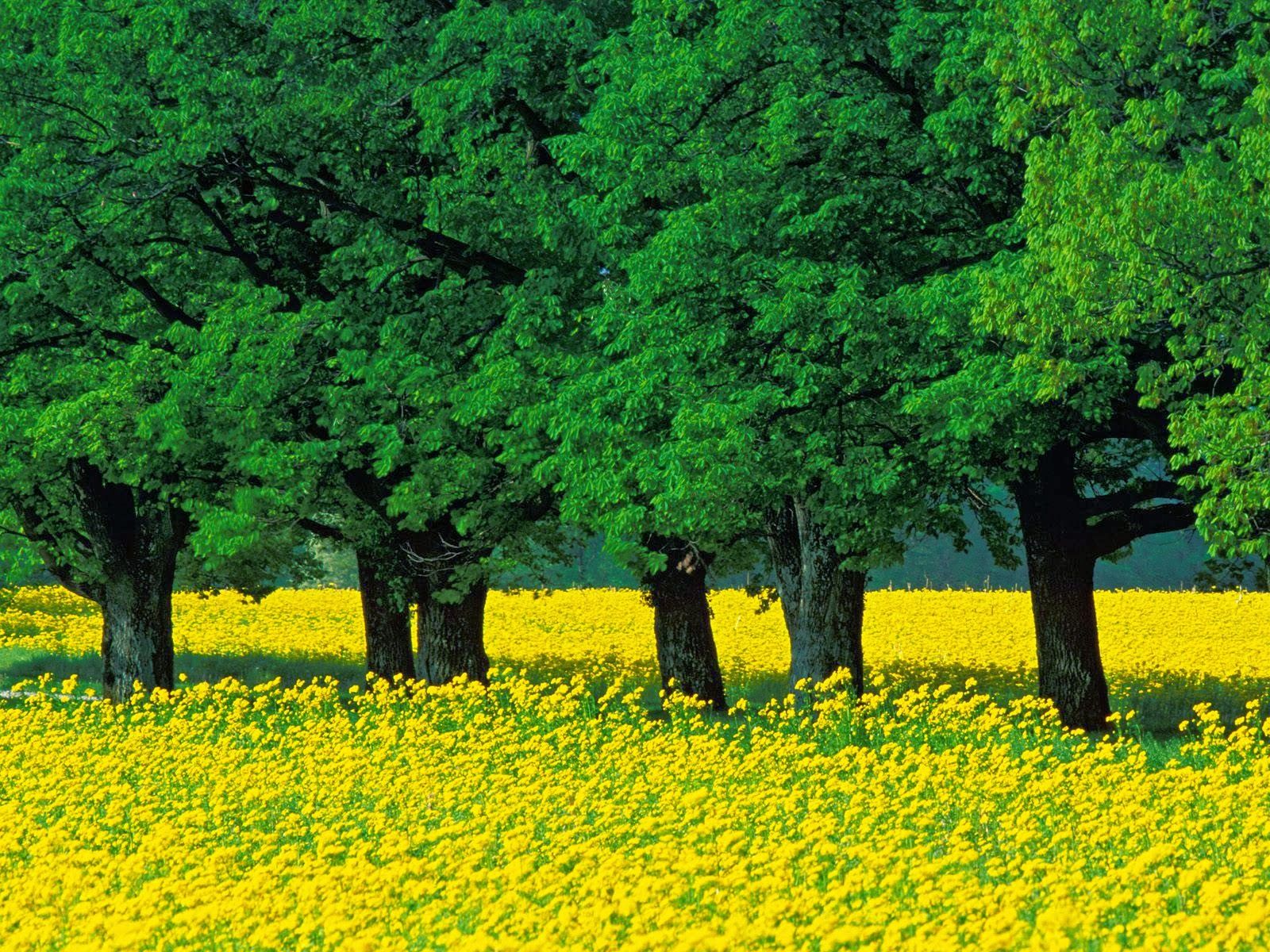 Nature Of Bangladesh Wallpapers Wallpaper Cave