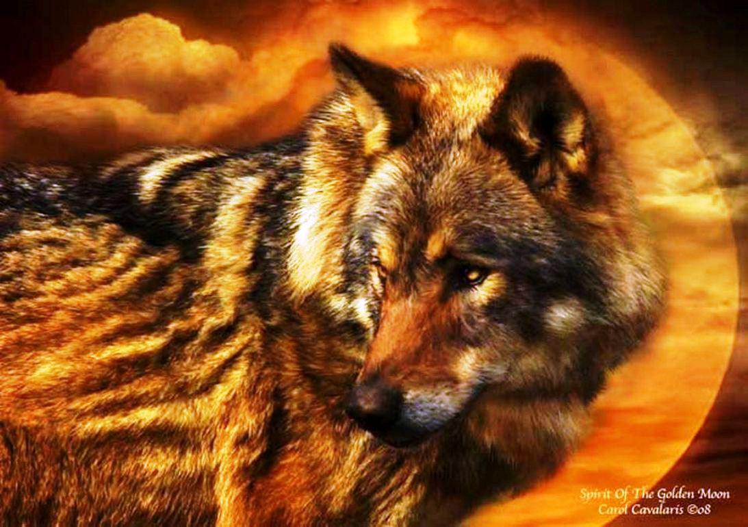 Golden Wolf Wallpapers Wallpaper Cave