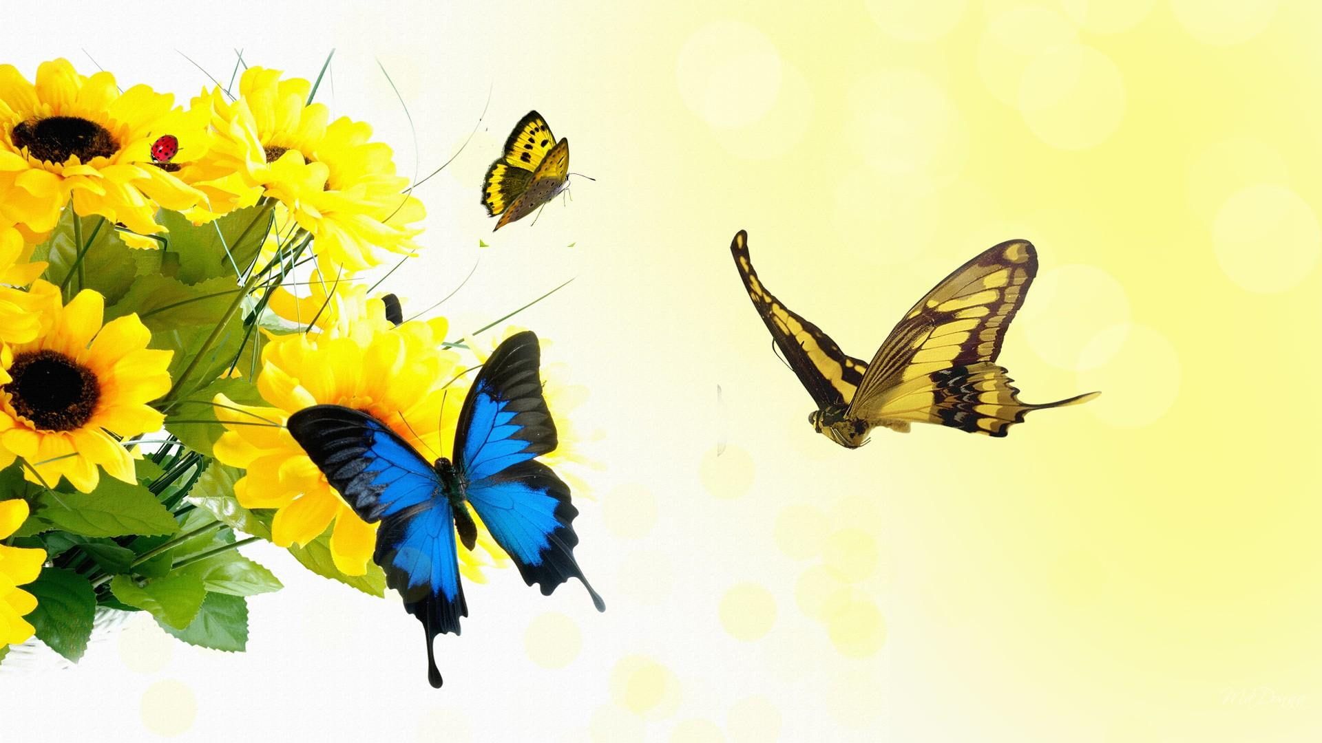 Yellow Butterfly Summer Wallpapers Wallpaper Cave