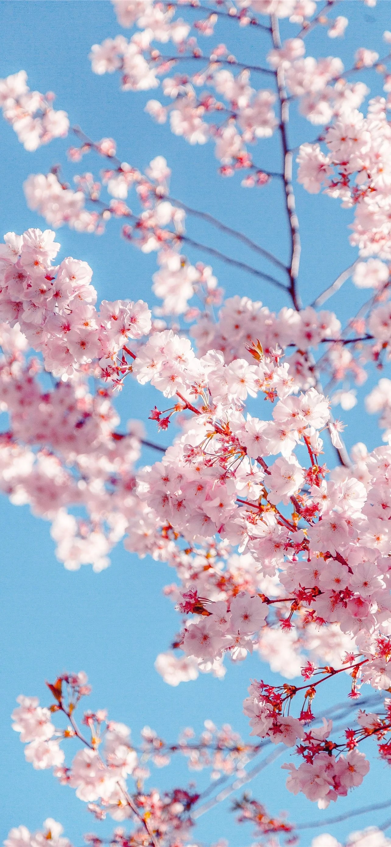 Cherry Blossom iPhone Wallpapers Wallpaper Cave