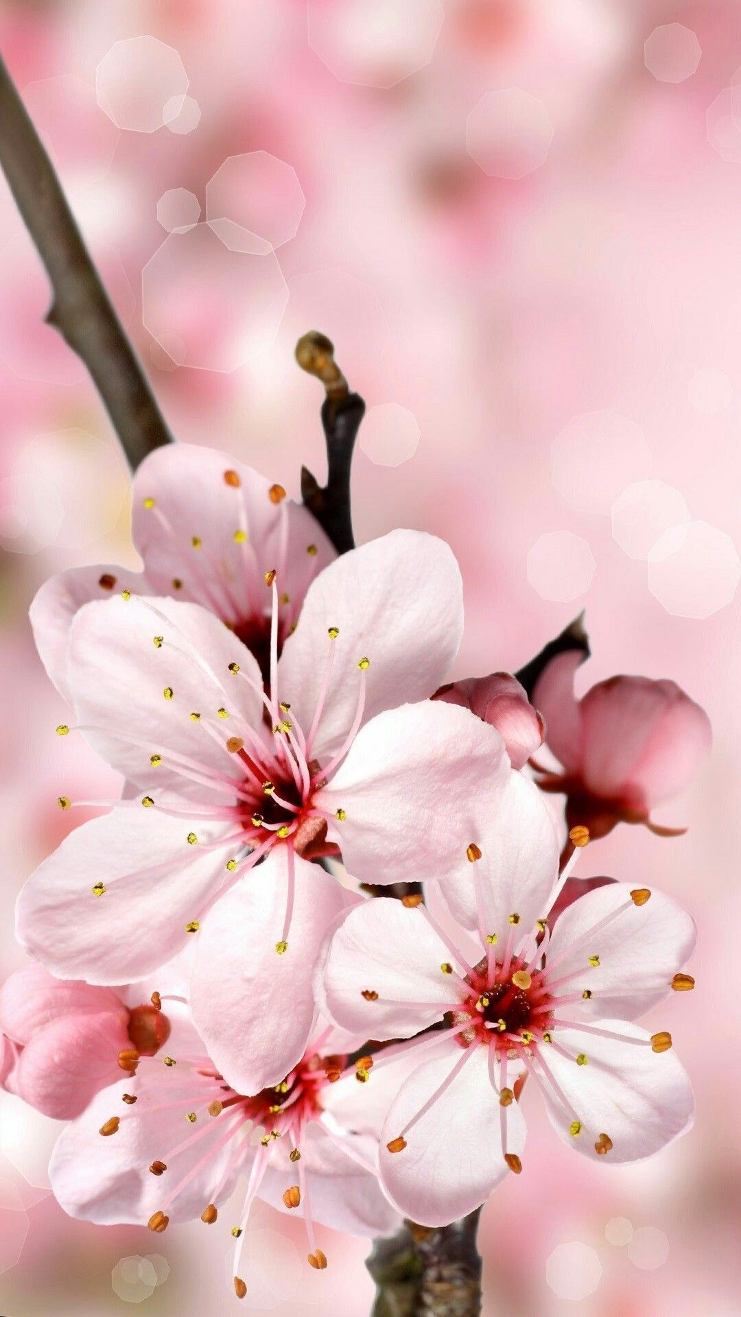 Cherry Blossom iPhone Wallpapers Wallpaper Cave